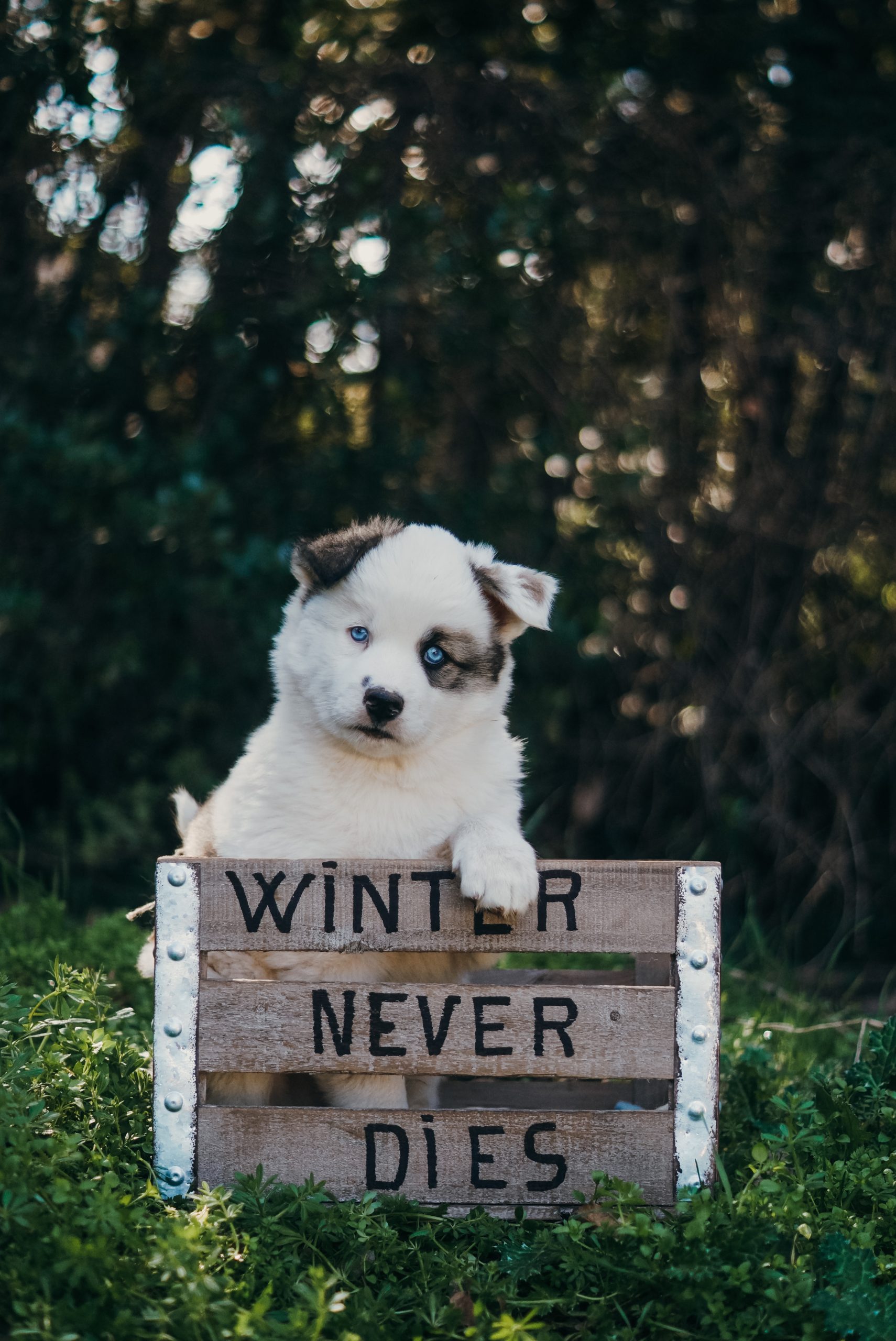 winterneverdies-portees-rune-ragnar-image-odin