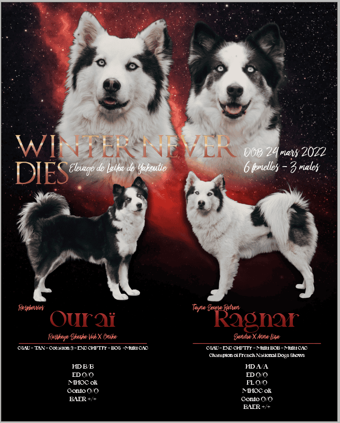 Husky de Iakoutie mâle et femelle, élevage Winter Never Dies, chien de race Laïka de Iakoutie, chiens de traîneau, chiens nordiques, chiens de montagne, élevage canin, chiens de qualité, race Laïka de Iakoutie.