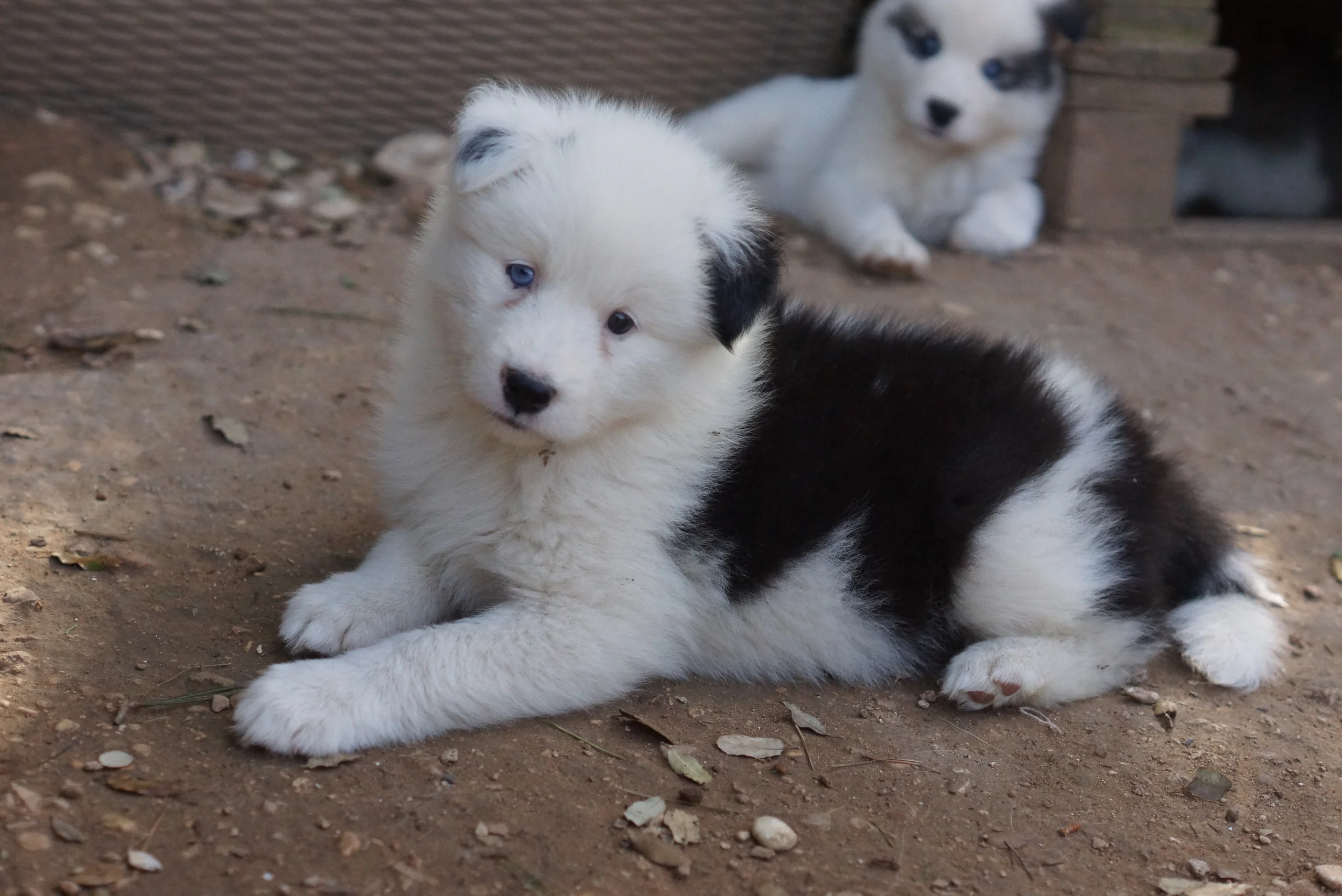 winterneverdies-chiots-disponibles-moat