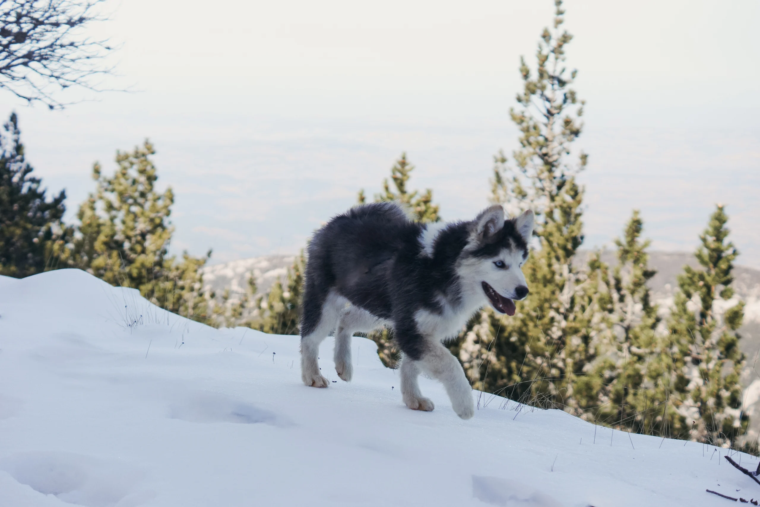 winterneverdies-hades-image-17