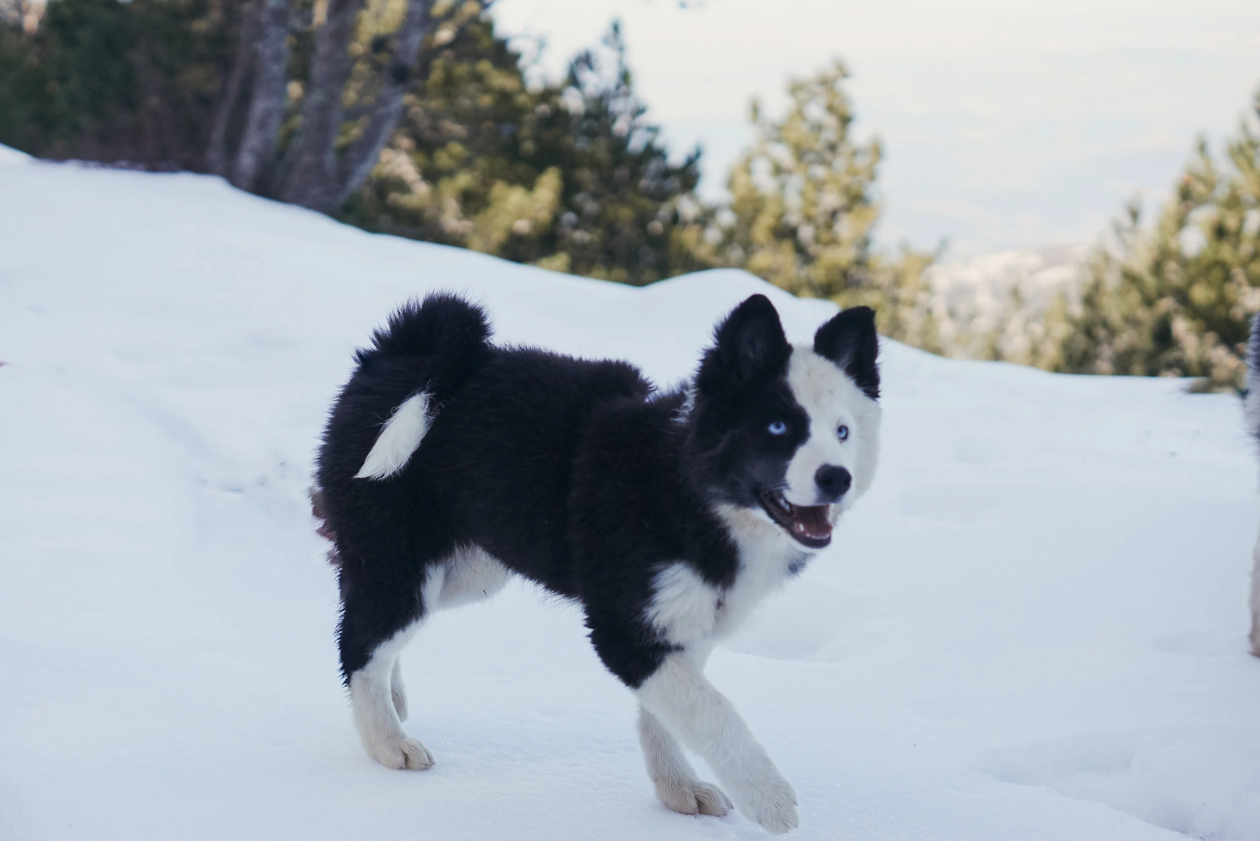 winterneverdies-hestia-image-24