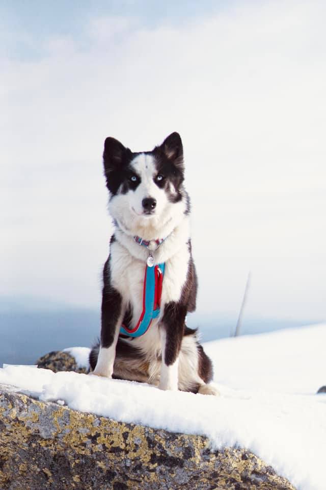 winterneverdies-ourai-image-10