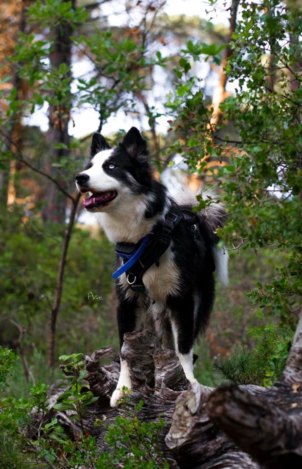 winterneverdies-ourai-image-12
