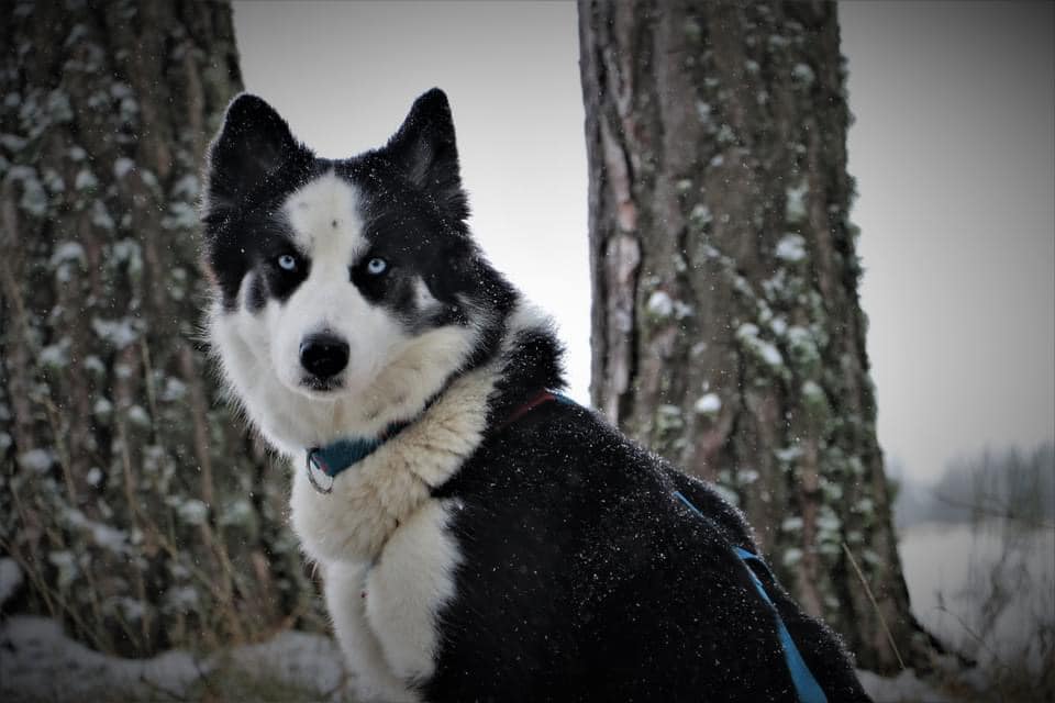 winterneverdies-ourai-image-40