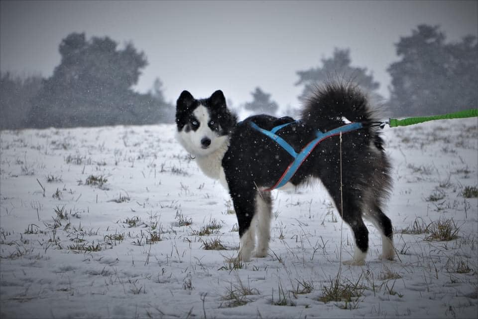 winterneverdies-ourai-image-41