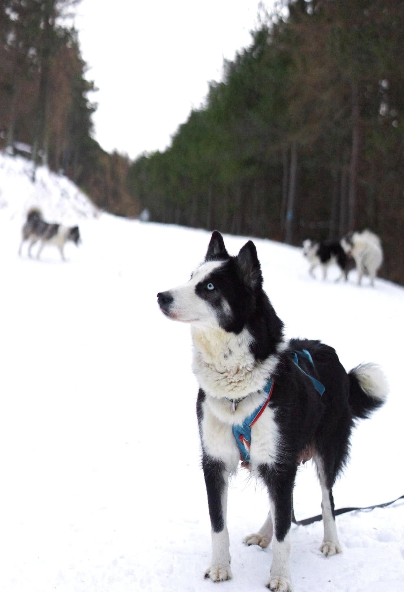 winterneverdies-ourai-image-53