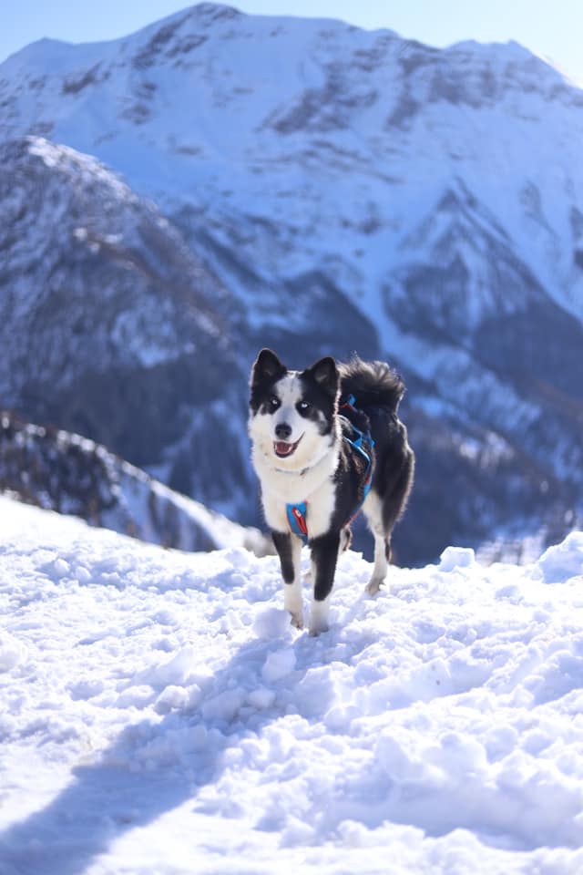 winterneverdies-ourai-image-7