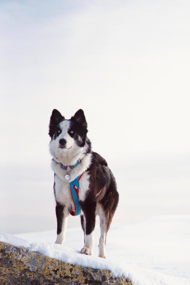 winterneverdies-ourai-image-9