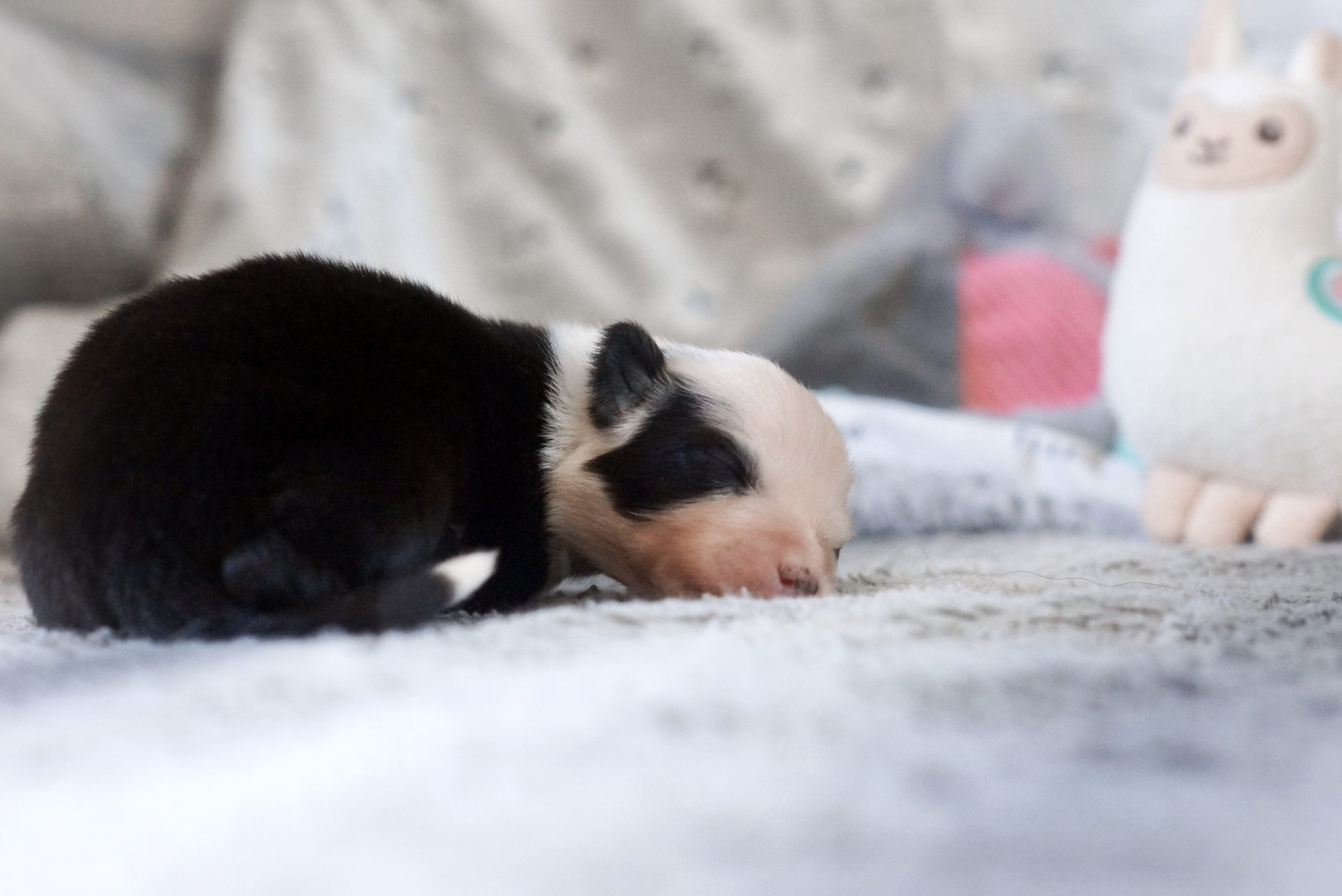 Laïka de Iakoutie bébé, chiot nouveau-né dans un environnement douillet, illustrant la race de chiens Laïka de Iakoutie, idéal pour adoption ou élevage, parfait pour passionnés de chiens nordiques et chiens de traîneau.