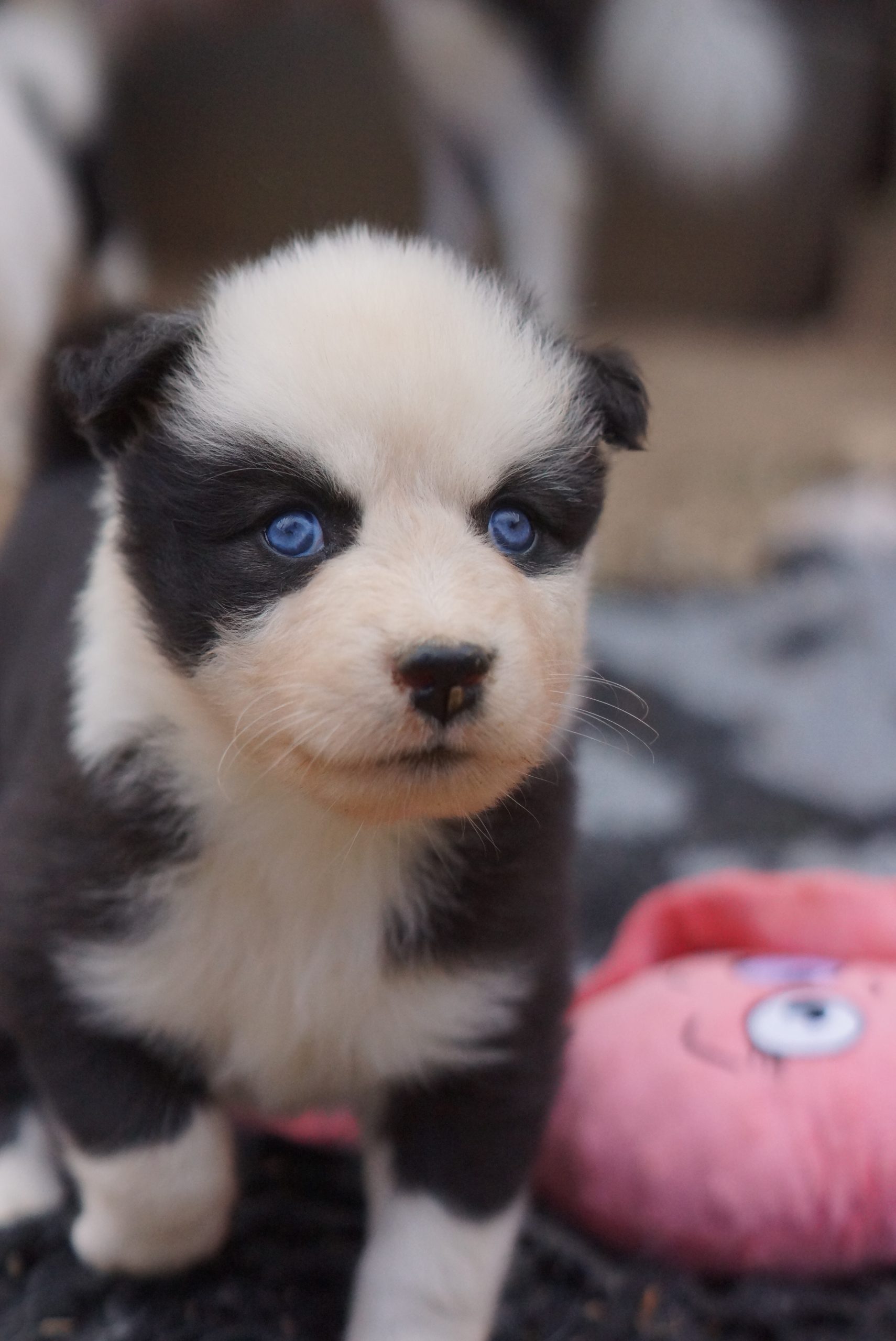Miniature puppy with blue eyes, black and white fur, from Laïka de Iakoutie breed, cute and playful, ideal for families, at Winter Never Dies Kennel.