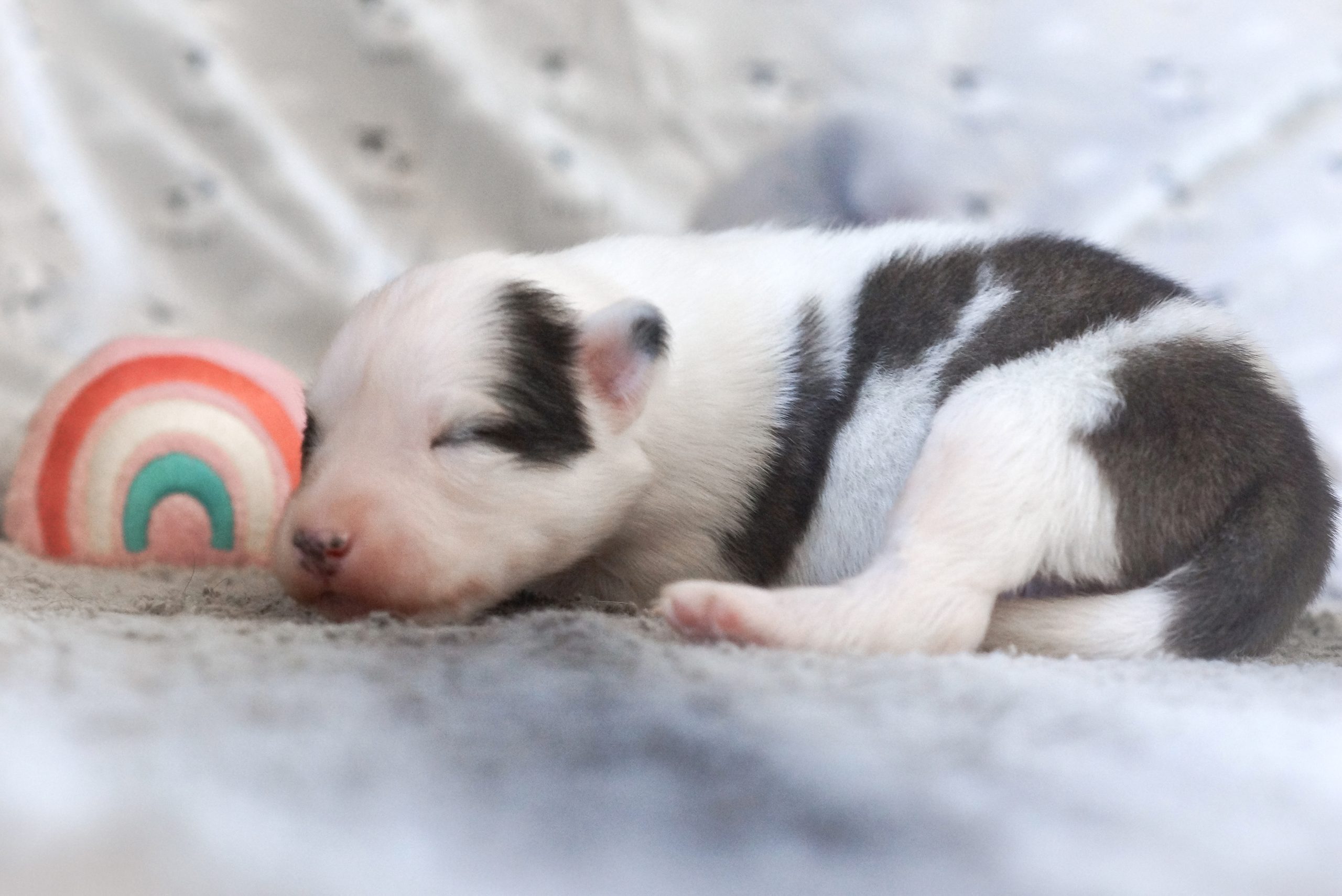 Petit chiot Laïka de Iakoutie dormant, adorable chiot husky, chien de traîneau, élevage de chiens de race Laïka de Iakoutie, chiot à la fourrure blanche et noire, enfance animale, Winter Never Dies Kennel.