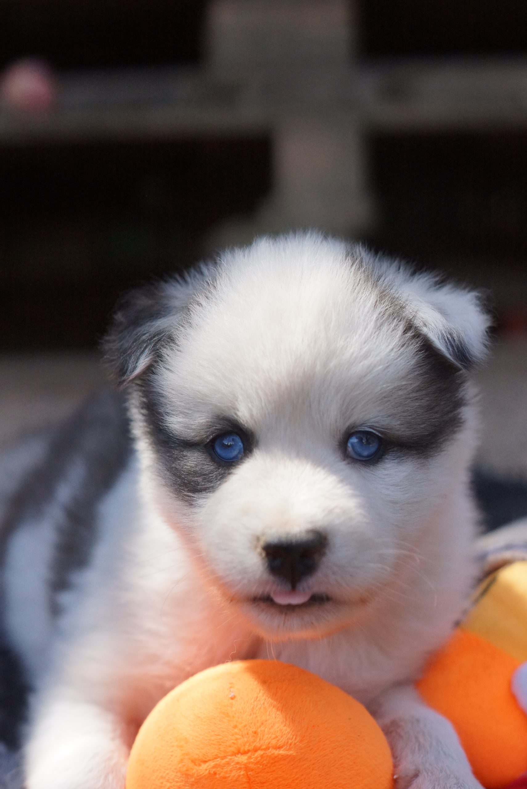 Chiot Laïka de Iakoutie avec pelage doux et yeux bleus, jouant avec une balle orange, représentant la race de chiens Laïka de Iakoutie au sein du kennel Winter Never Dies.