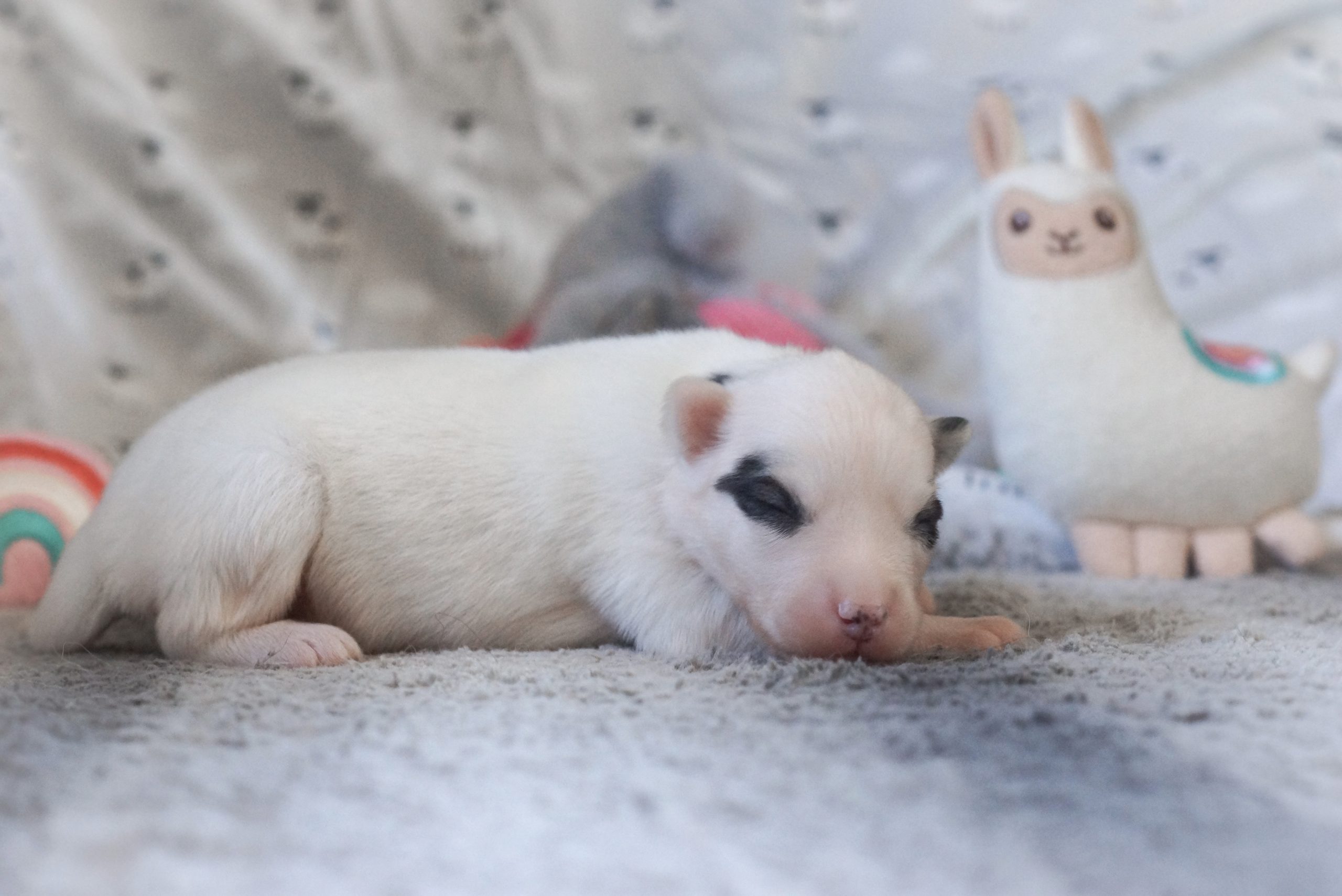 Petite Laïka de Yakoutie blanche nouveau-née, couchée sur une couverture douce, avec des peluches d'animaux autour, illustration de la race des chiens Laïka de Yakoutie, adorable et câline.