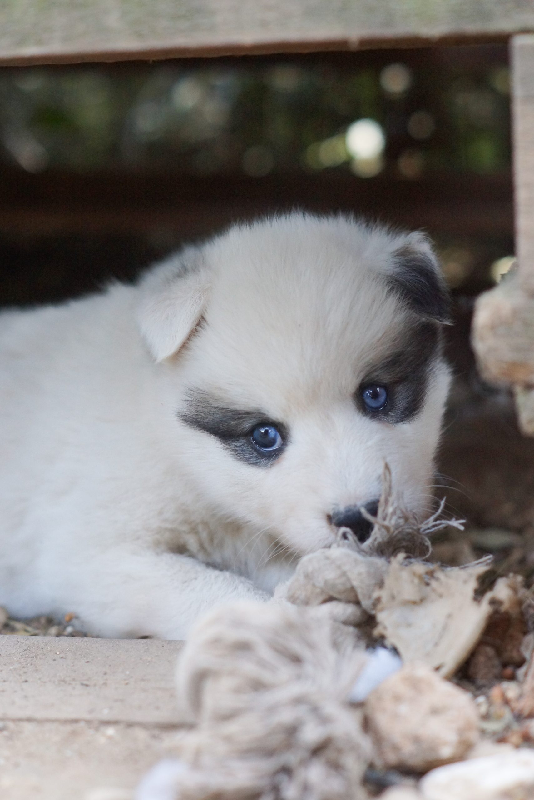 Mignon chiot Laïka de Iakoutie avec yeux bleus, pelage blanc et masque facial foncé, dans un environnement naturel.