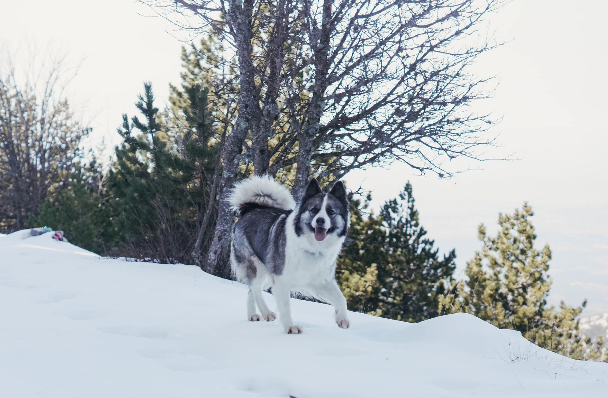 winterneverdies-rune-image-38