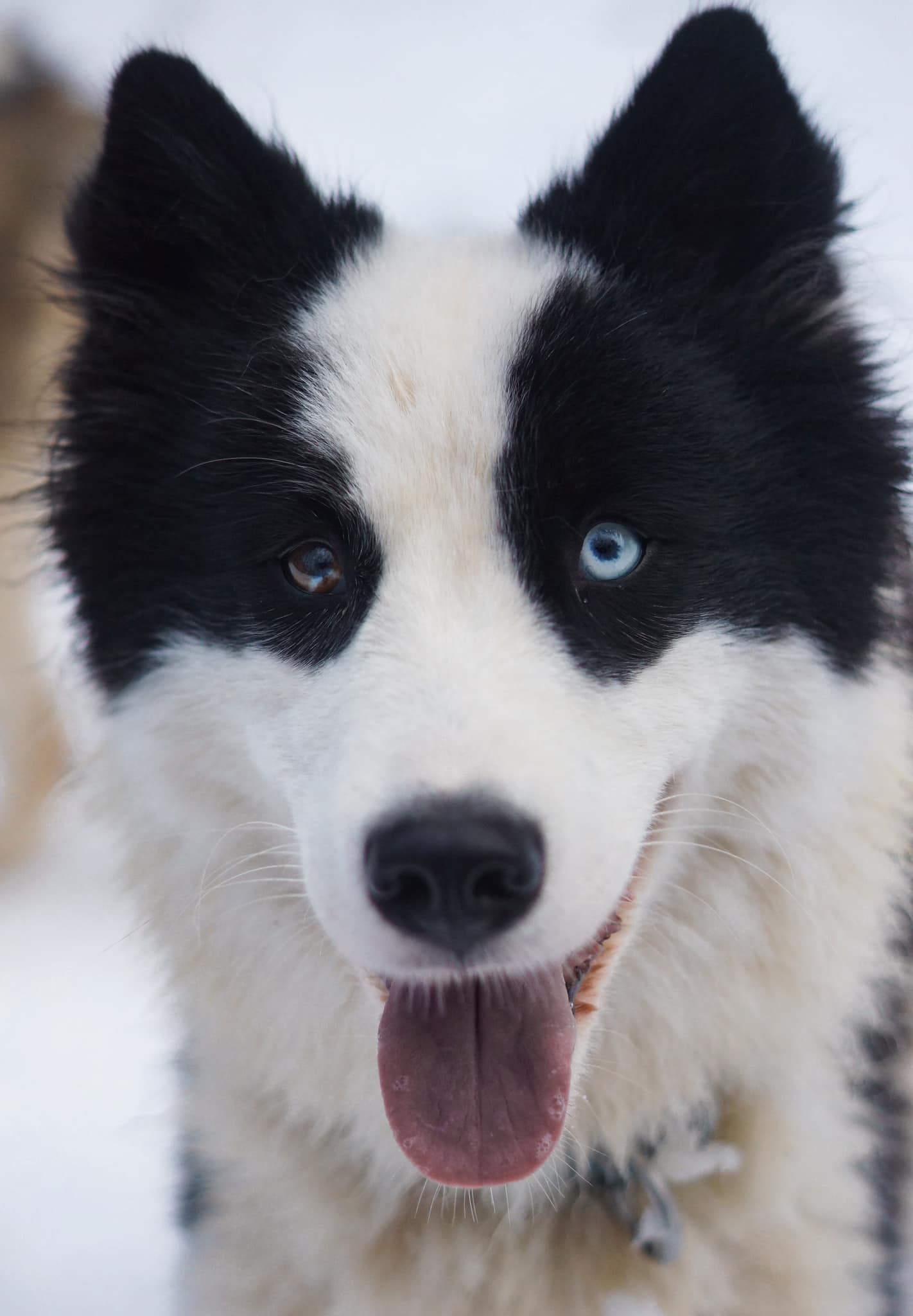 winterneverdies-skadi-image-28