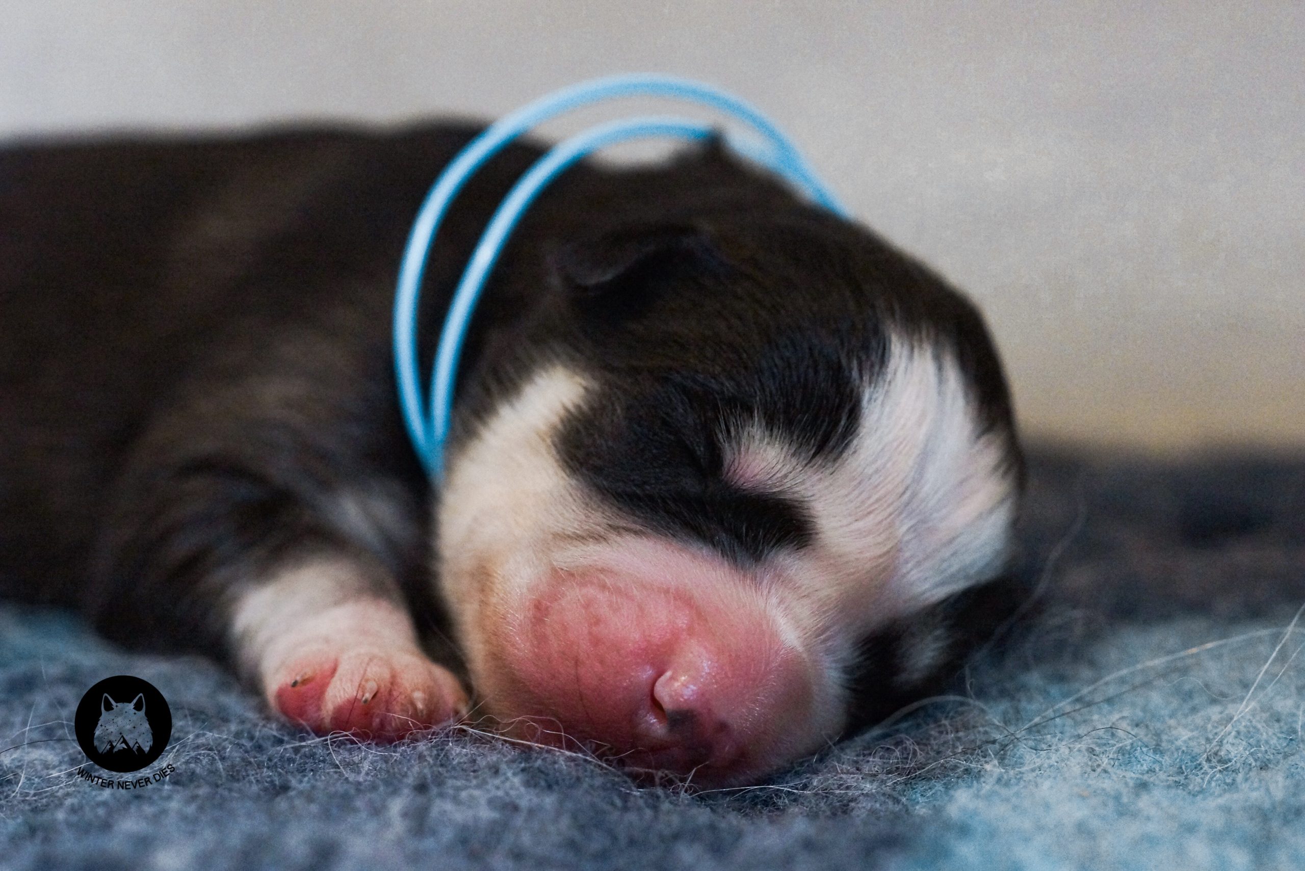 Mignon chiot Laïka de Iakoutie qui dort, adorable et calme, avec collier bleu, sur un coussin doux, parfait pour vos recherches sur cette race de chien nordique.