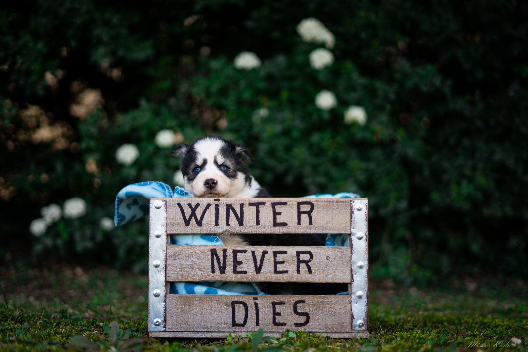 Chiot husky Sibérien avec yeux bleus derrière un panneau en bois "Winter Never Dies" dans un jardin verdoyant.