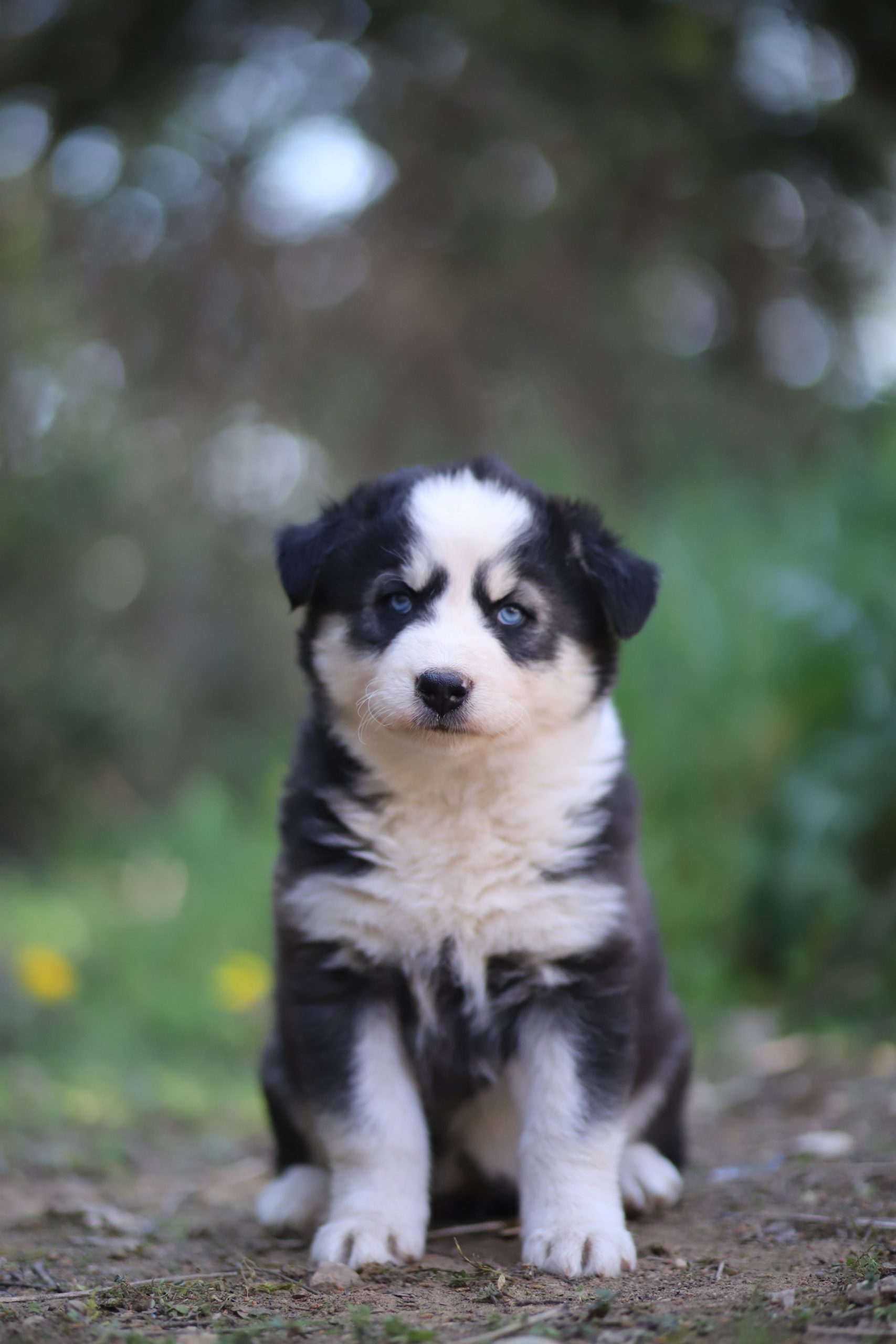 Mignon chiot Laïka de Iakoutie avec pelage noir et blanc, yeux bleus, adorable et énergique, au cœur d’un environnement naturel, idéal pour élevage professionnel, élevage de qualité.