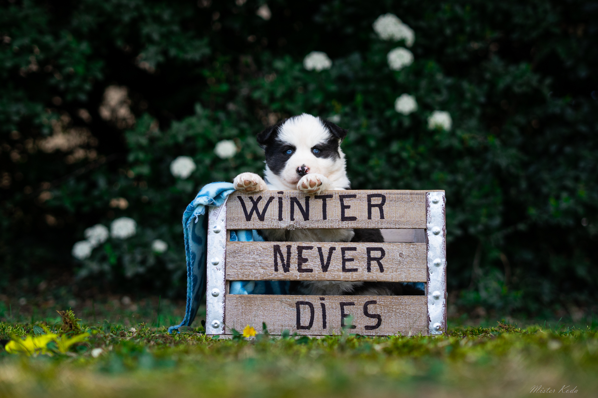Adorable chiot Laïka de Iakoutie derrière un panneau "Winter Never Dies" dans un environnement naturel verdoyant.