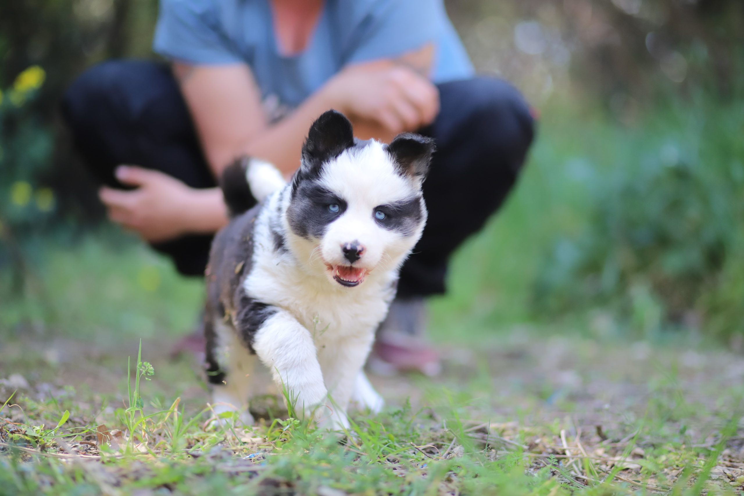 Adorable chiot Laïka de Iakoutie aux yeux bleus courant dans un champ avec un humain en arrière-plan.