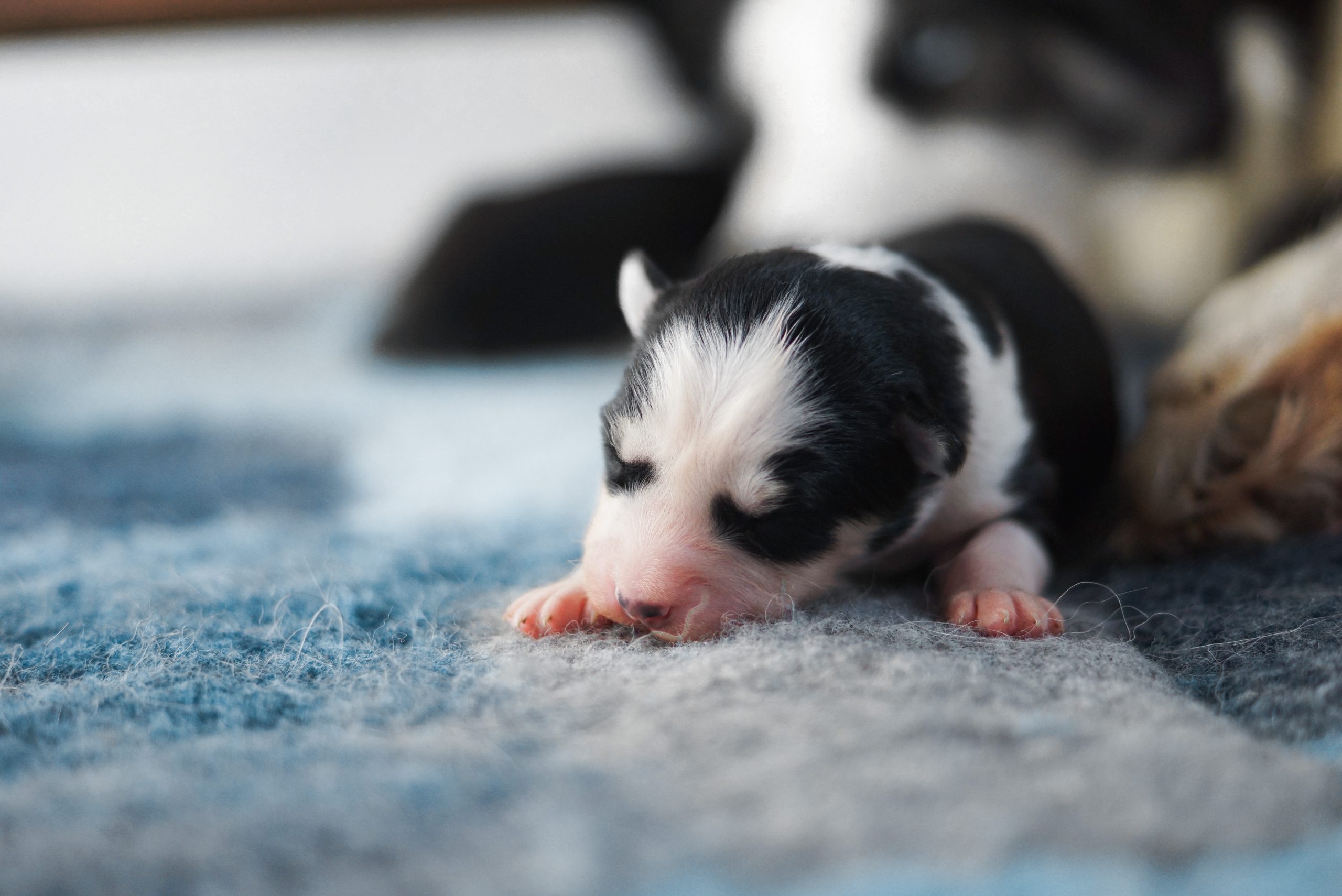 Chiot Laïka de Iakoutie nouveau-né, dorloté et fragile, sur un tapis doux. Reconnue pour son tempérament courageux et adaptabilité dans les climats froids, cette race de chien est idéale pour les amateurs de chiens de traîneau.