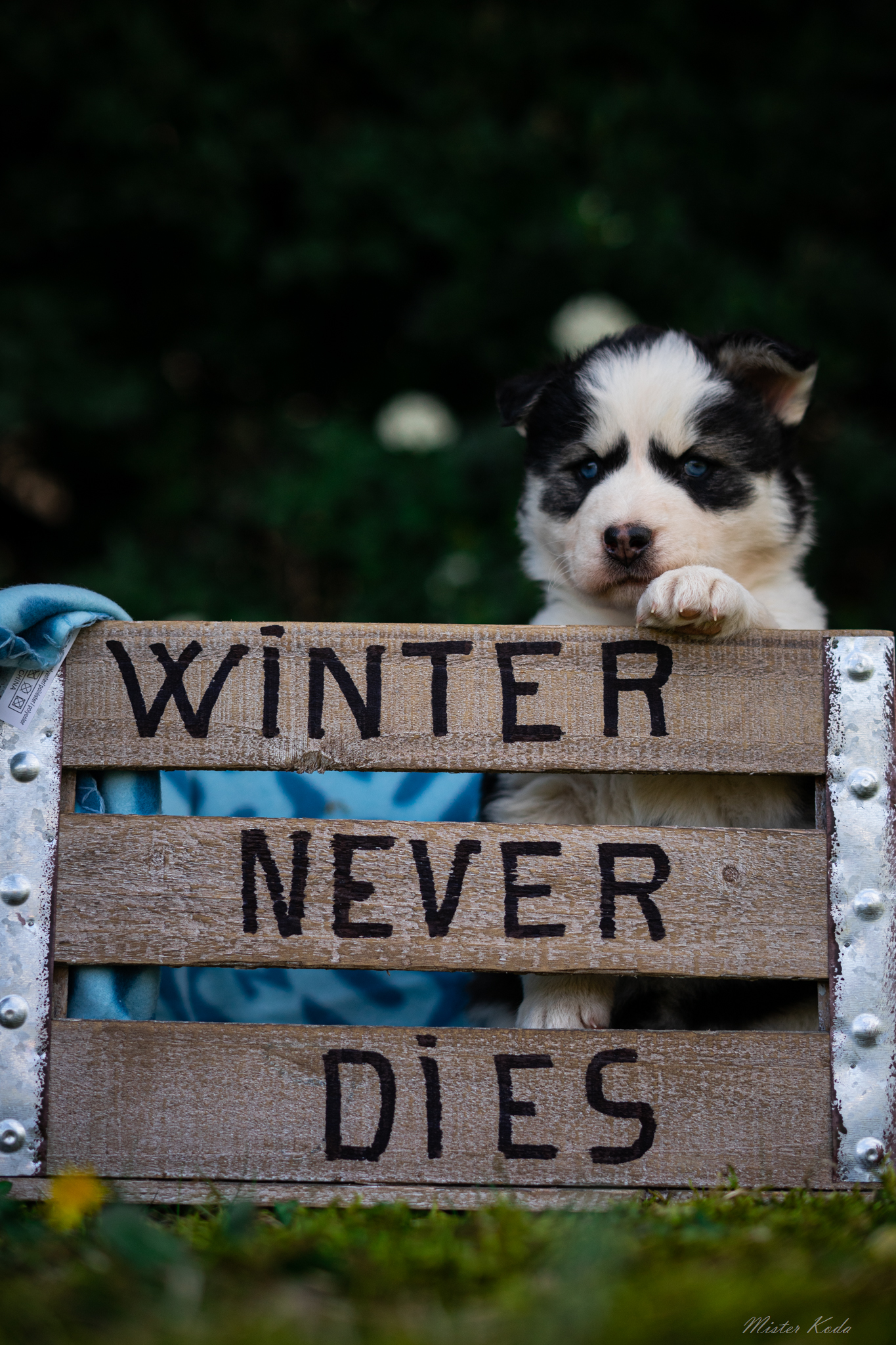 Chiot Husky Sibérien noir et blanc avec yeux bleus, jouant avec un panneau en bois "Winter Never Dies", dans un environnement extérieur naturel, représentant la race Laïka de Iakoutie.