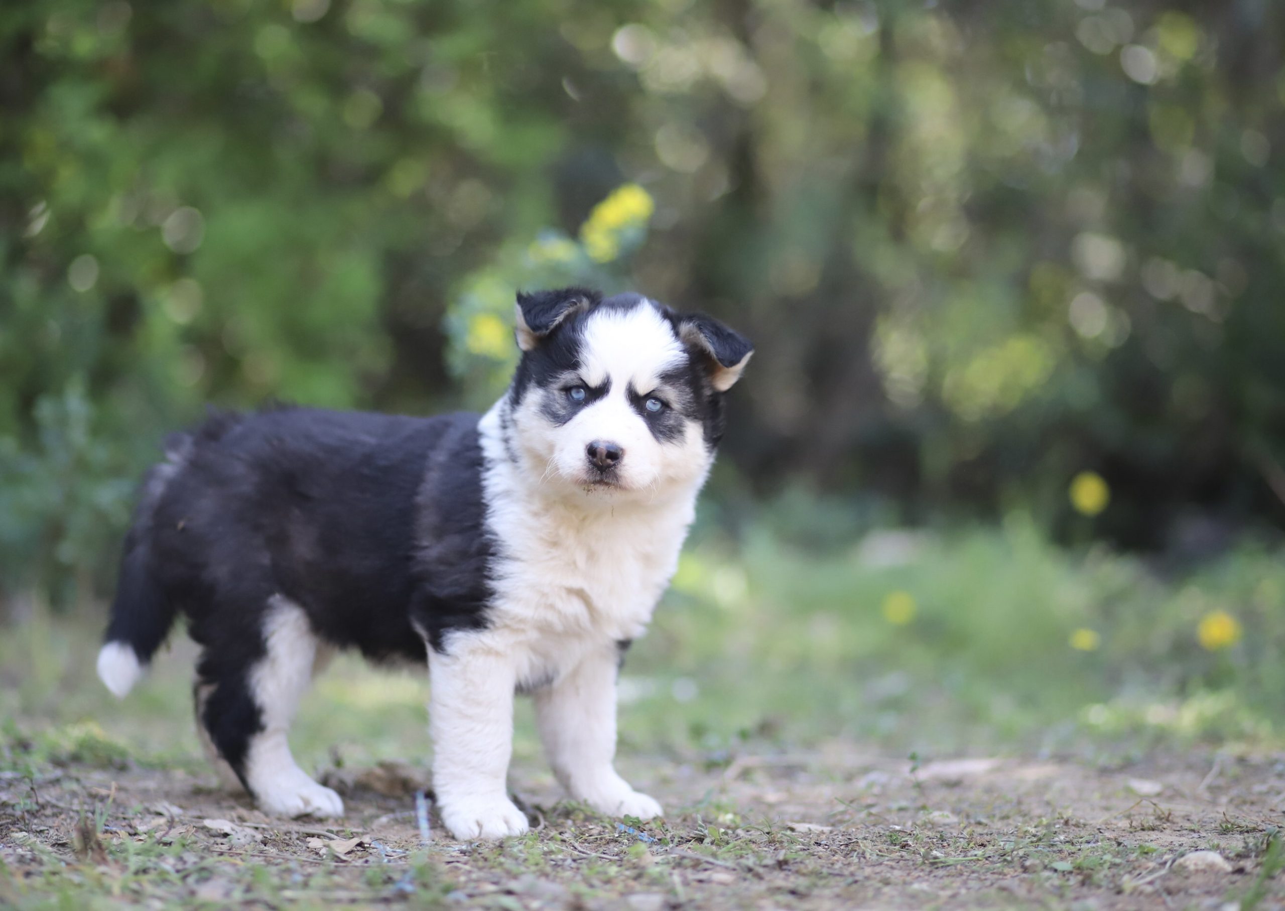 Husky de Iakoutie puppy avec yeux bleus, race Laïka de Iakoutie, dans un environnement naturel, chien de traîneau, élevage de chiens nordiques, Winter Never Dies Kennel, chien de race Laïka.