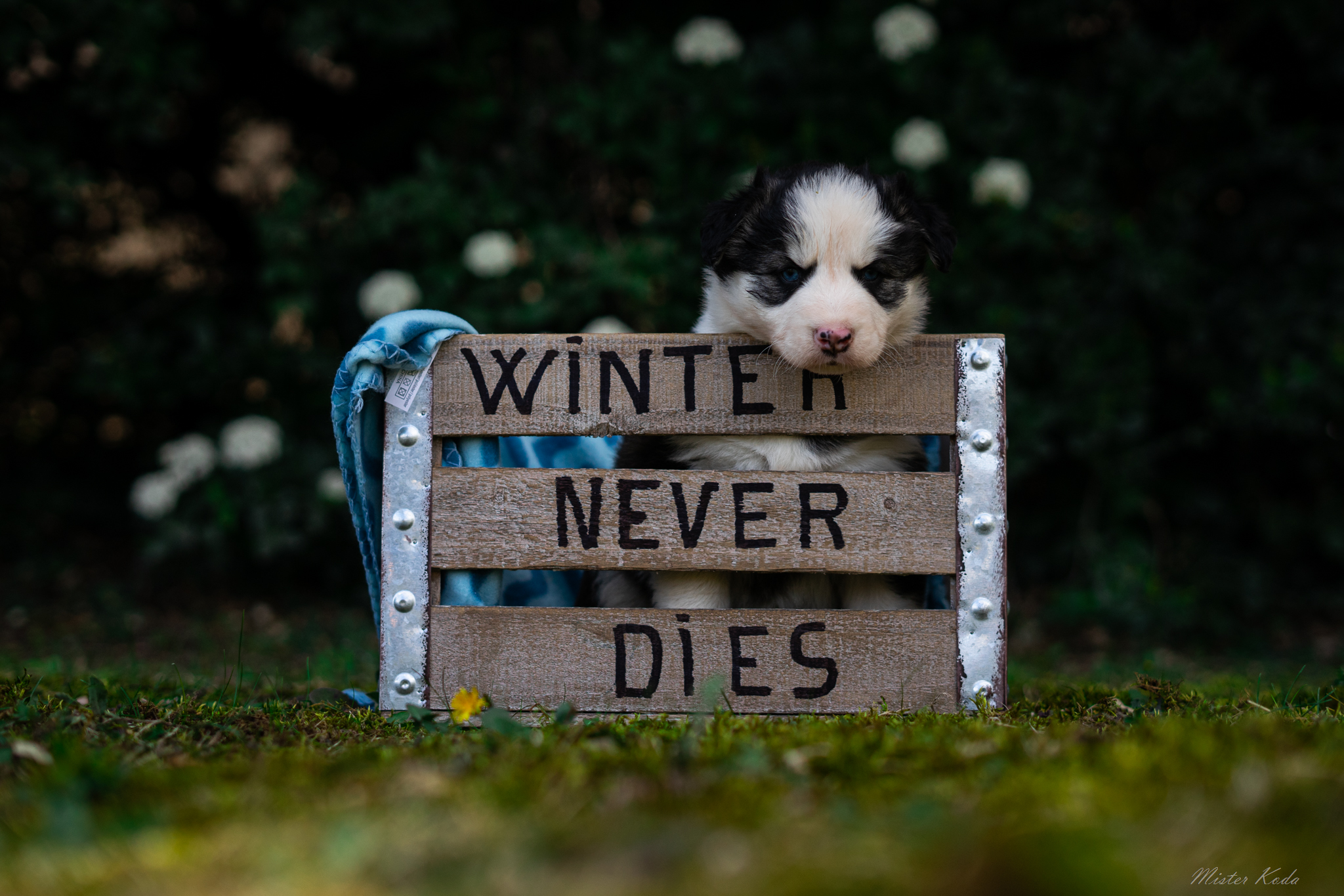Adorable chiot Laïka de Iakoutie avec pelage noir et blanc, regard curieux, posé derrière une pancarte "Winter Never Dies" lors d'une séance photo en plein air.