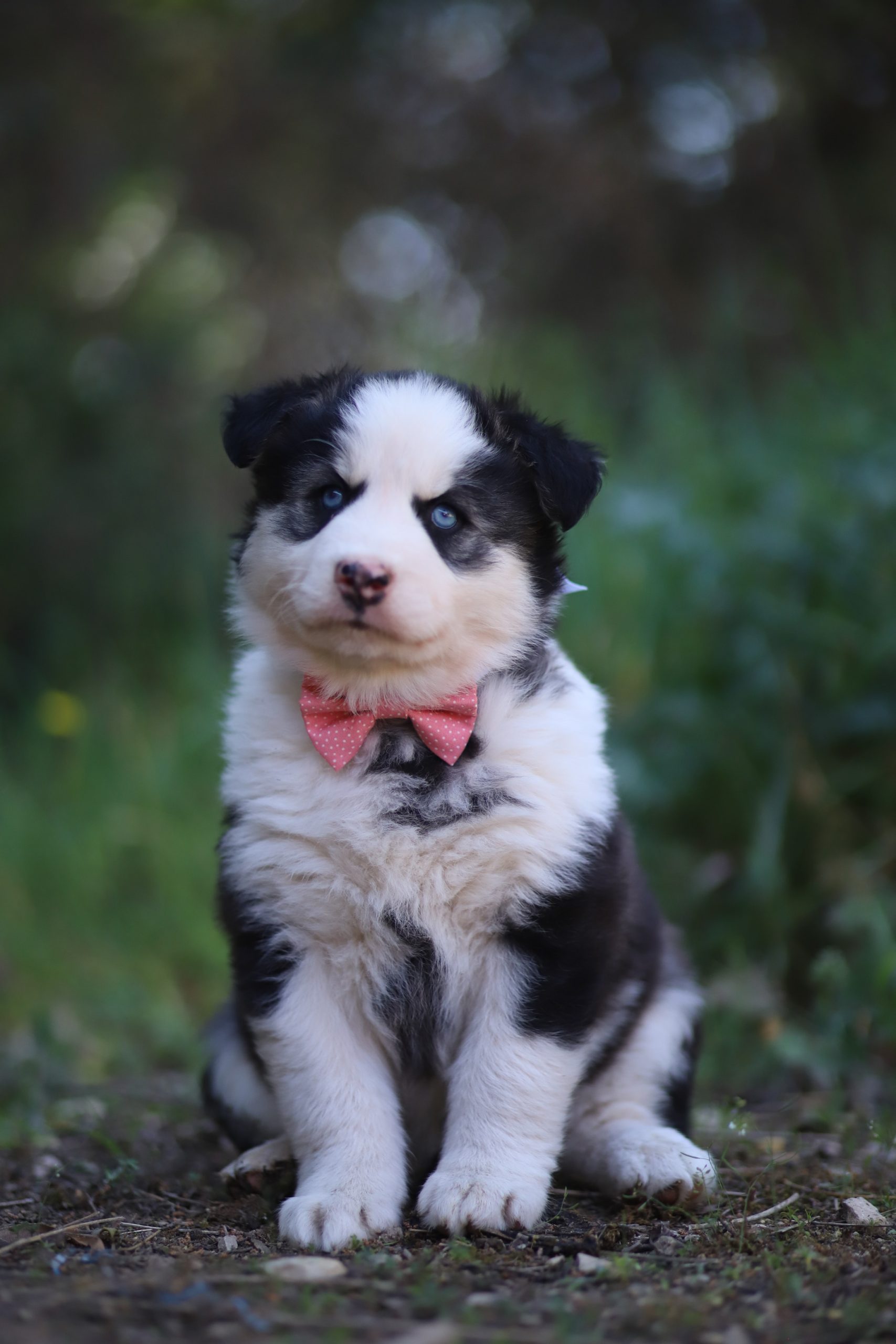 Adorable chiot Laïka de Iakoutie avec un collier rouge à pois, assis dans la nature, face à l'objectif, dans un environnement verdoyant, illustration parfaite de la race Laïka de Iakoutie pour un élevage canin.