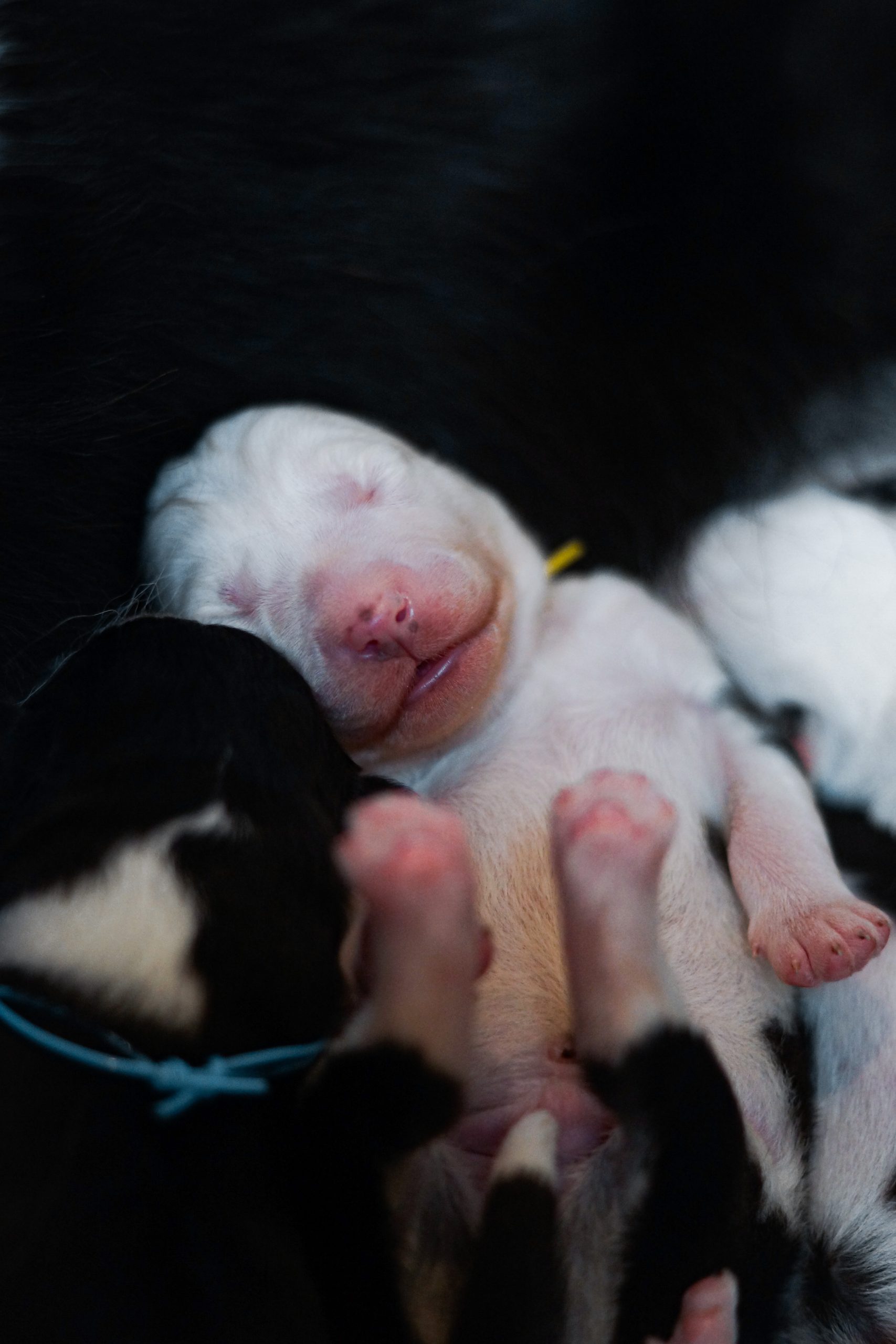 Petits chiens de race Laïka de Iakoutie, nés dans un élevage de chiens de traîneau, dormant paisiblement, couleur blanche et noires, parfaits pour les activités de traîneau en milieu arctique.