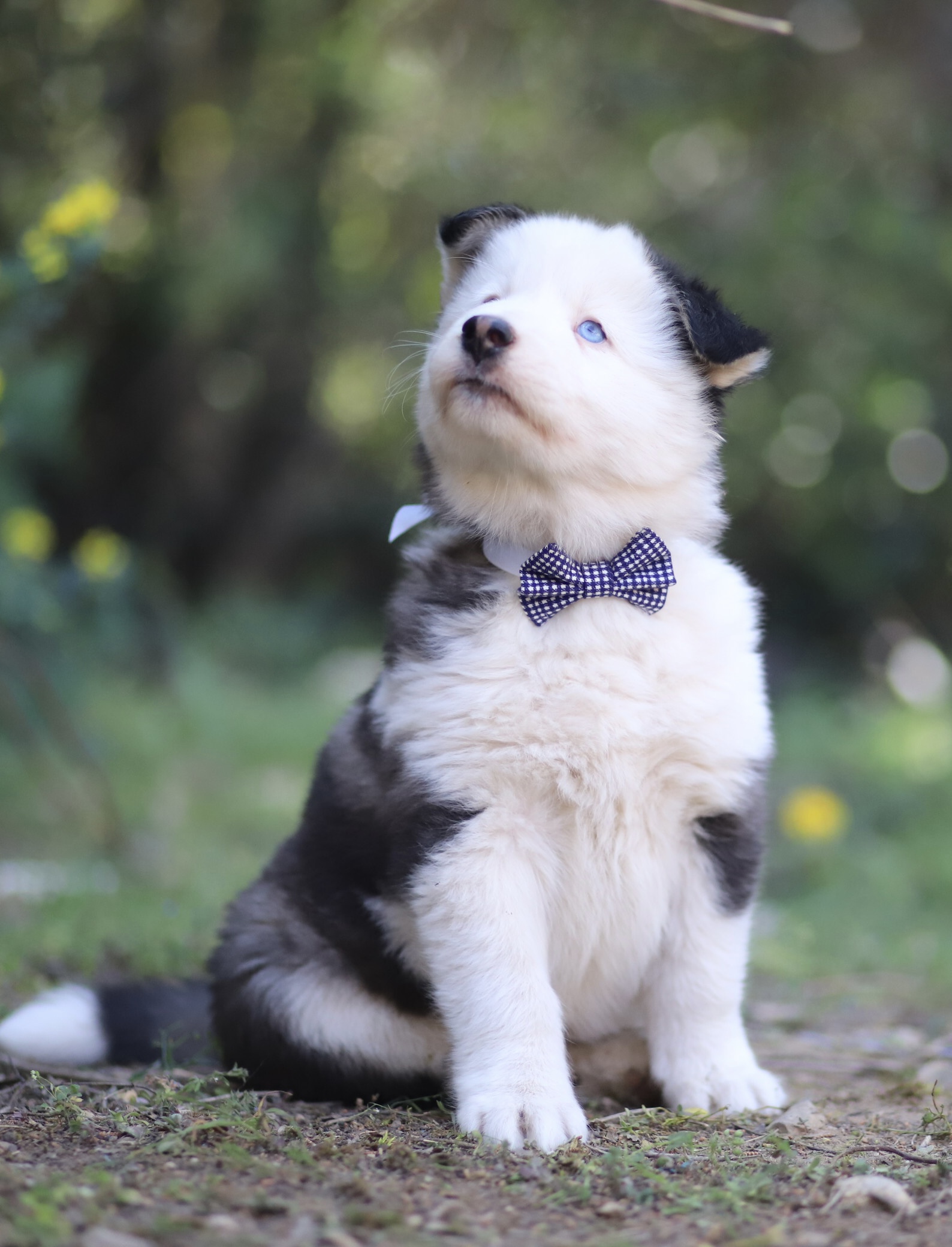 Chien de race Laïka de Iakoutie, jeune chiot mignon avec un collier à nœud papillon à carreaux bleu, assis dans un environnement naturel verdoyant, symbole de robustesse et d'énergie.