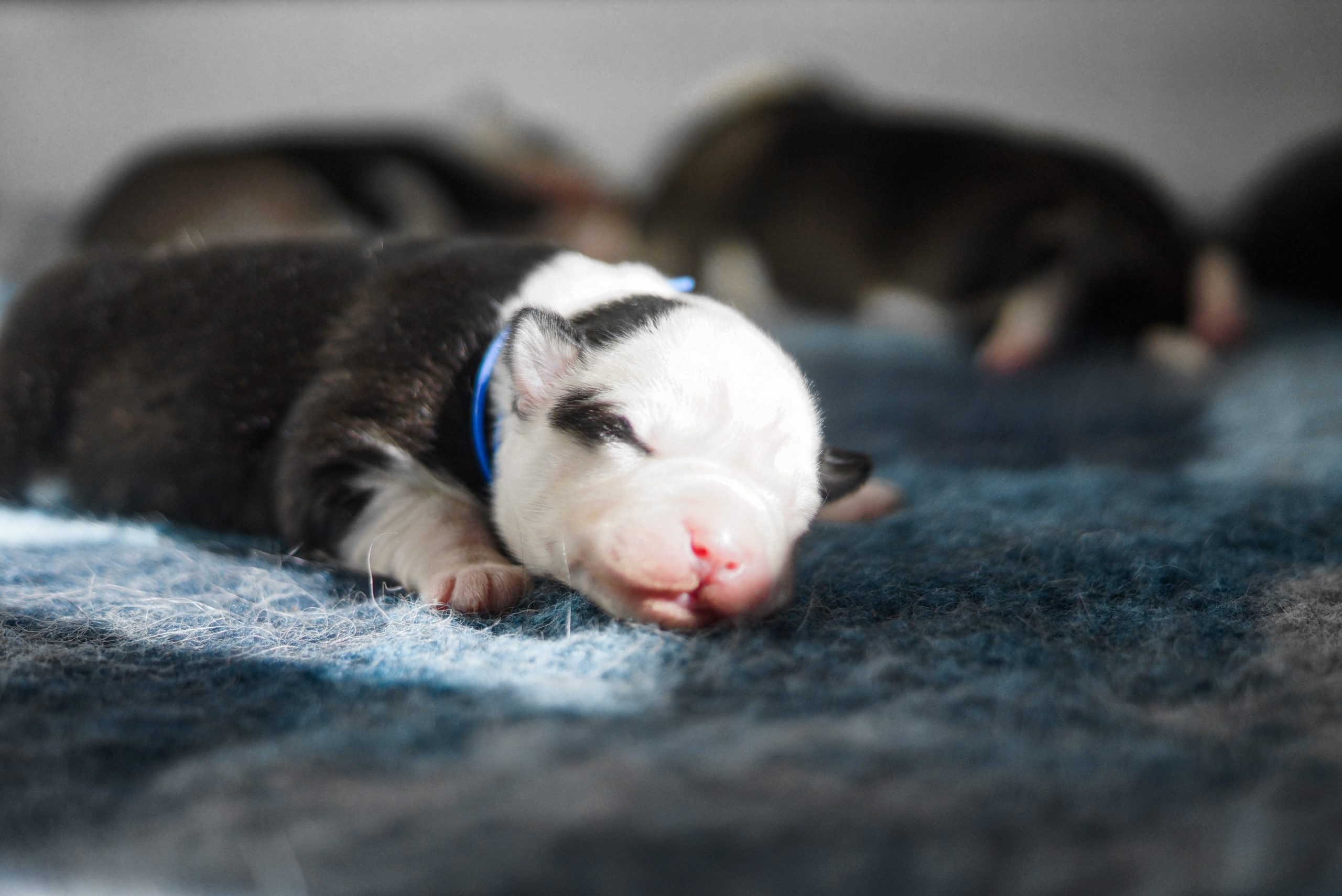 Nouveau-né de Laïka de Iakoutie, chien de race Laika de Iakoutie, couché sur une couverture douce, avec ses yeux fermés et un nez rose.