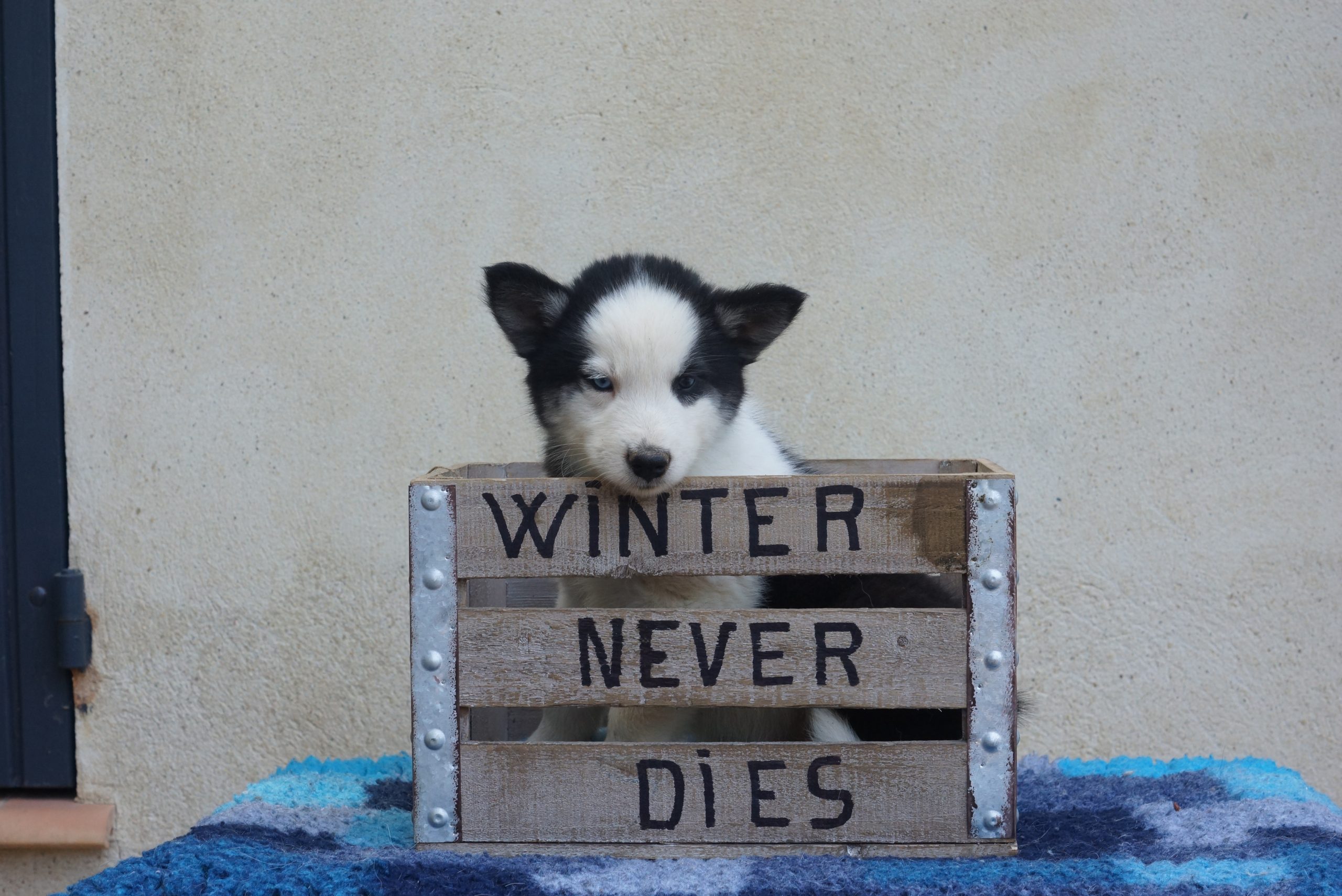 winterneverdies-portees-ourai-ragnar-image-theemin