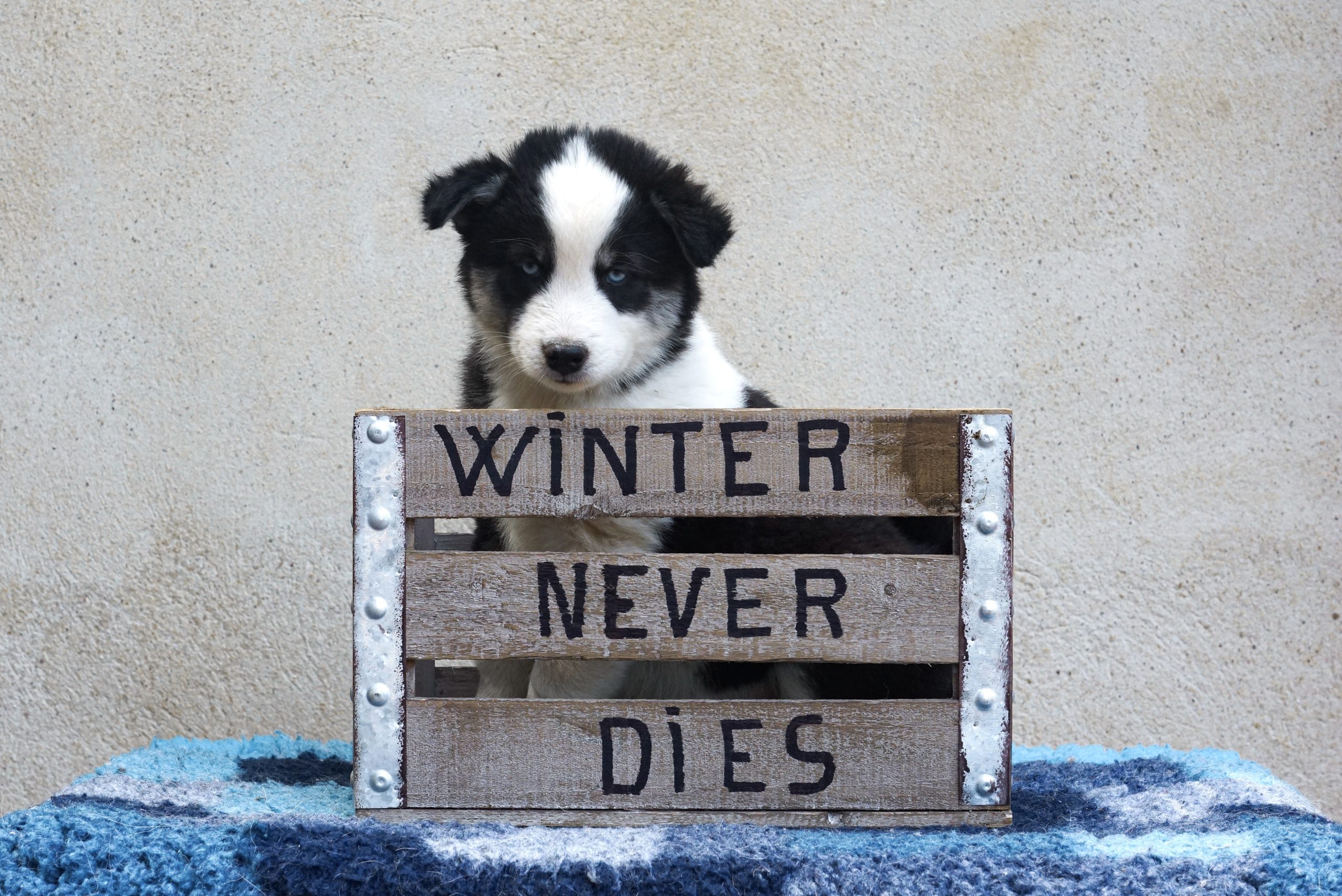 winterneverdies-portees-ourai-ragnar-image-tselano