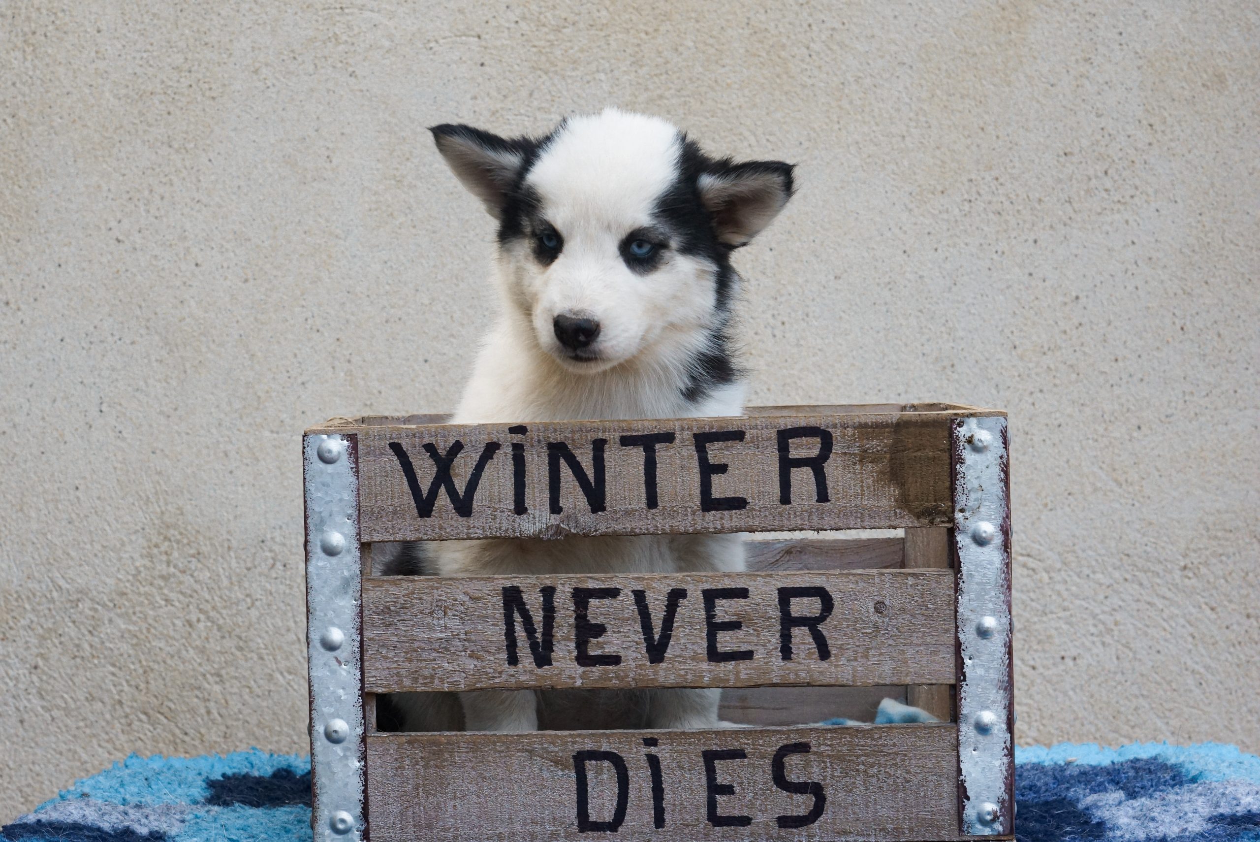 winterneverdies-portees-ourai-ragnar-image-tselena
