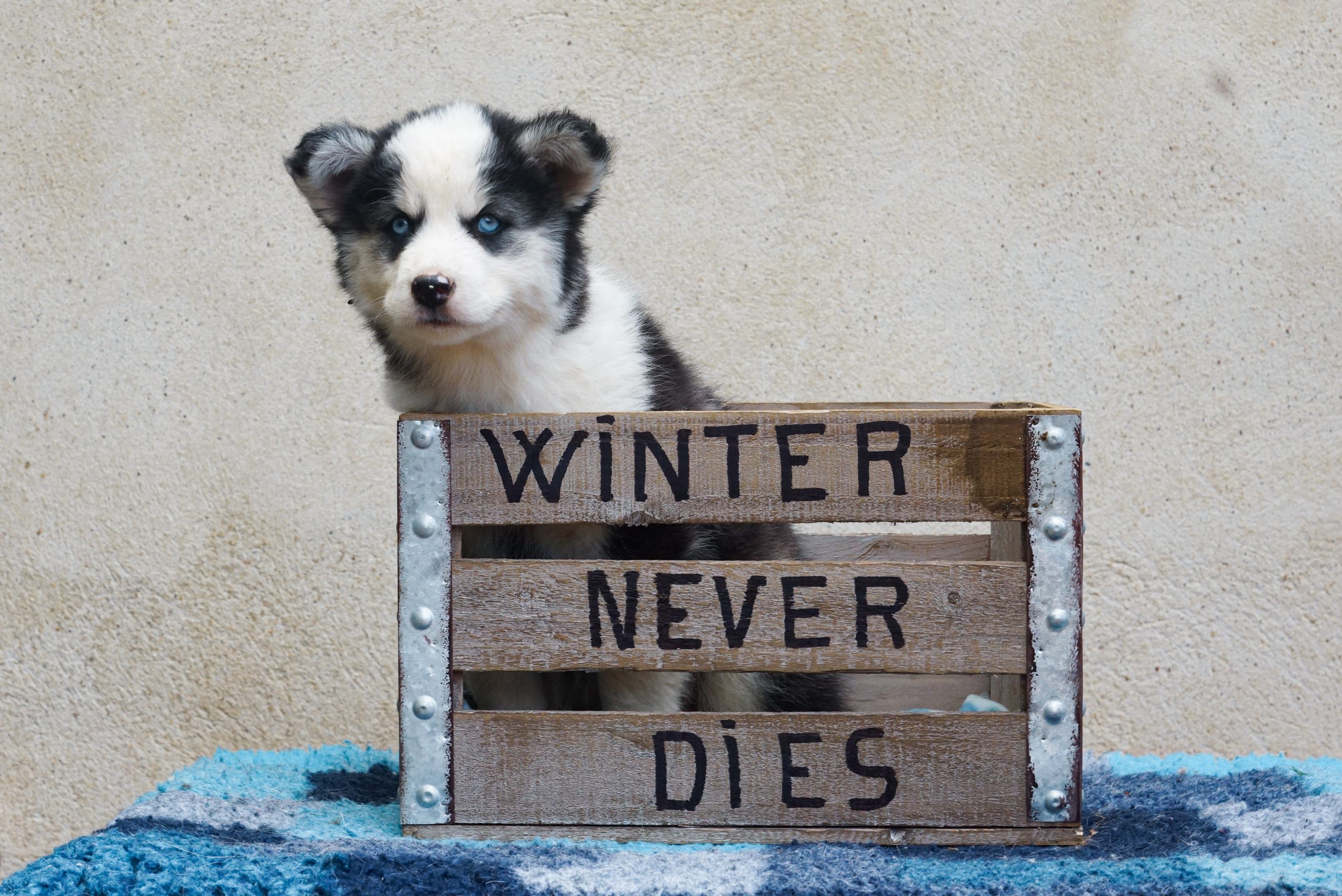 winterneverdies-portees-ourai-ragnar-image-turais