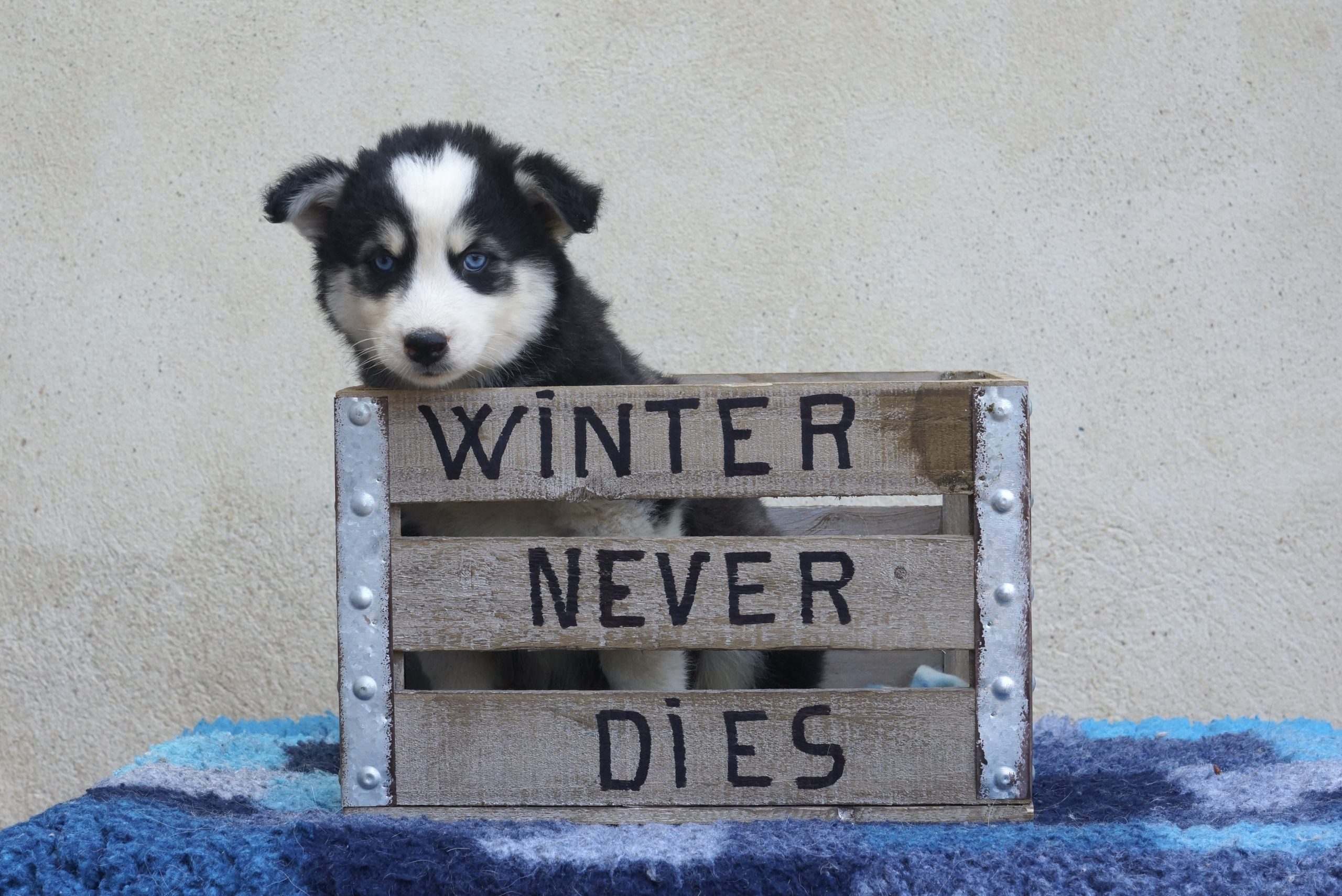 winterneverdies-portees-ourai-ragnar-image-tyl