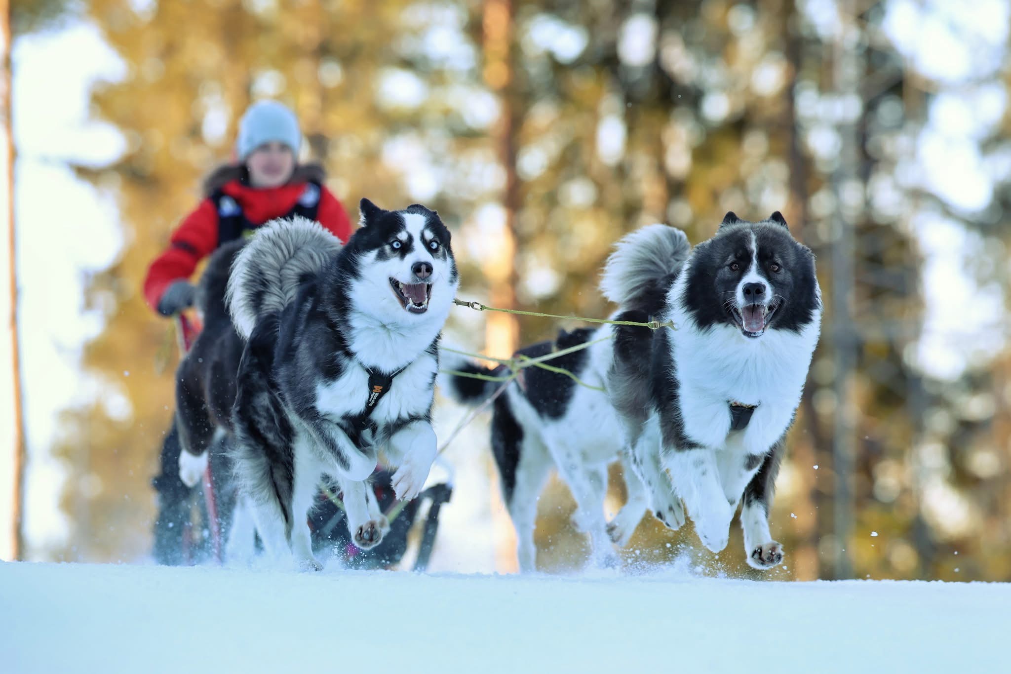 winterneverdies-histoire-laika-4
