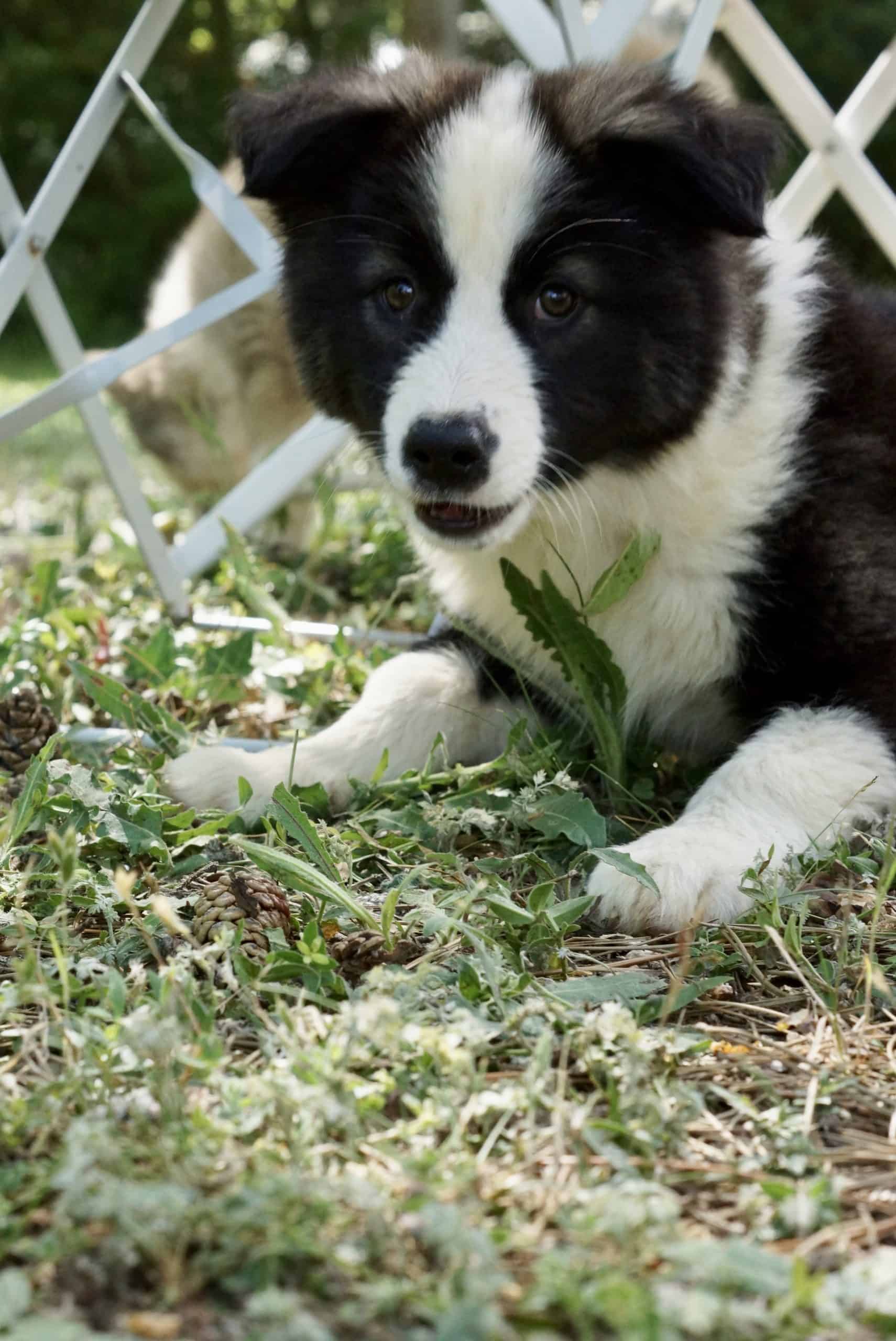 Chiot Laïka de Iakoutie couché dans l'herbe verte, adorable, paws visibles, portant une expression alertée.