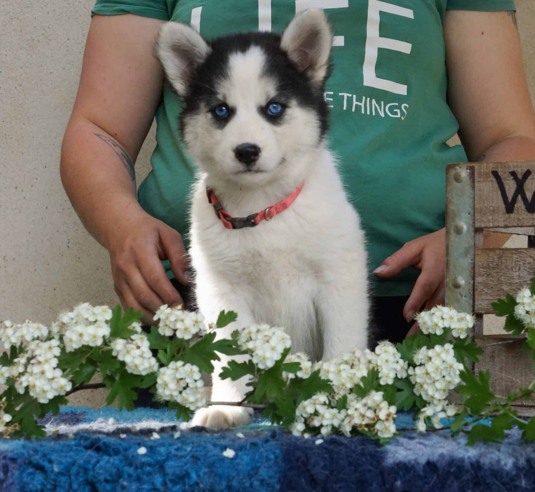 Chiot Laïka de Iakoutie blanc et noir aux yeux bleus, assis avec une personne en fond, entouré de fleurs blanches, illustration des chiens de race Laïka de Iakoutie du chenil Winter Never Dies.