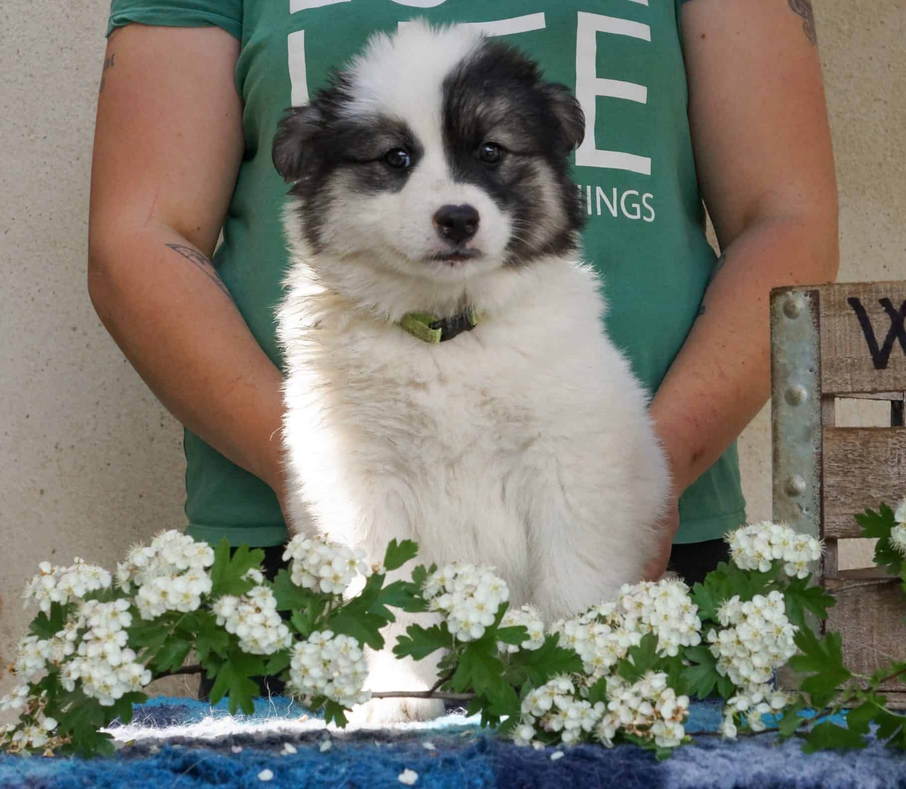 Chiot Laïka de Iakoutie blanc et noir, adorable et joueur, posé devant des fleurs blanches, à l'extérieur, représentant la race emblématique des chiens d' Arctic.